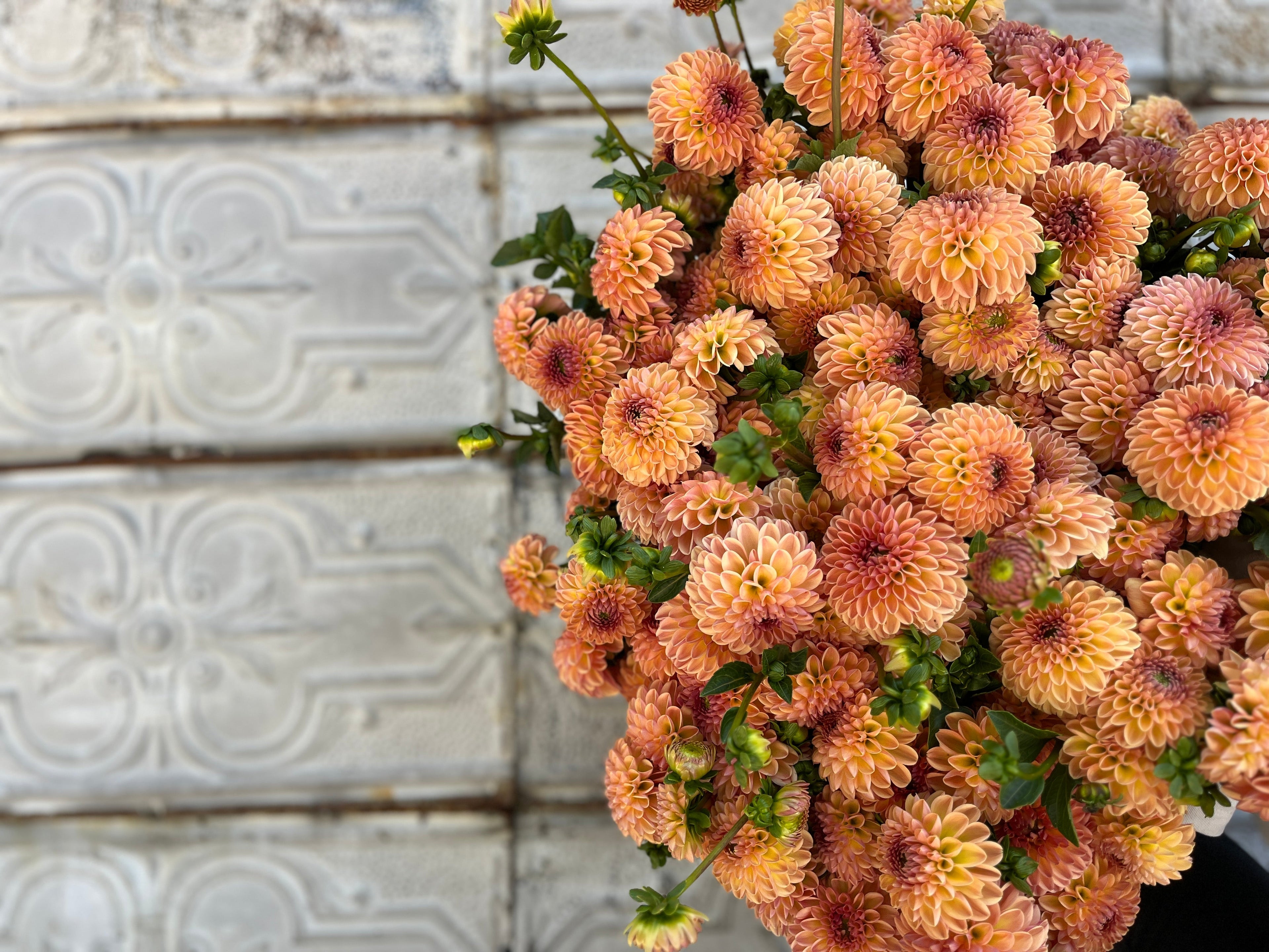 Sunny Meadows Flower Farm Dahlia Tuber Valley Tawny | Heirloom Boulevard