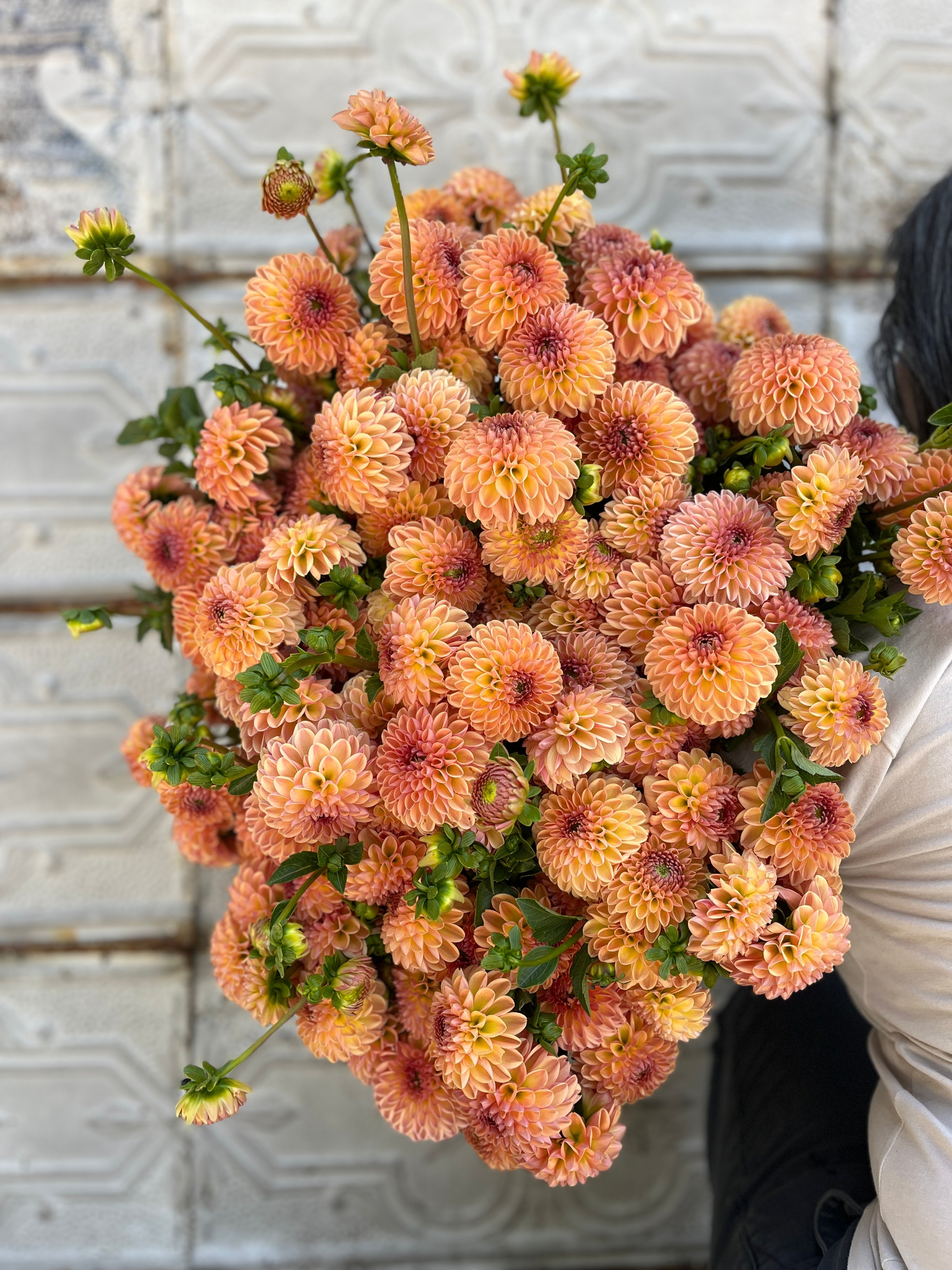 Sunny Meadows Flower Farm Dahlia Tuber Valley Tawny | Heirloom Boulevard