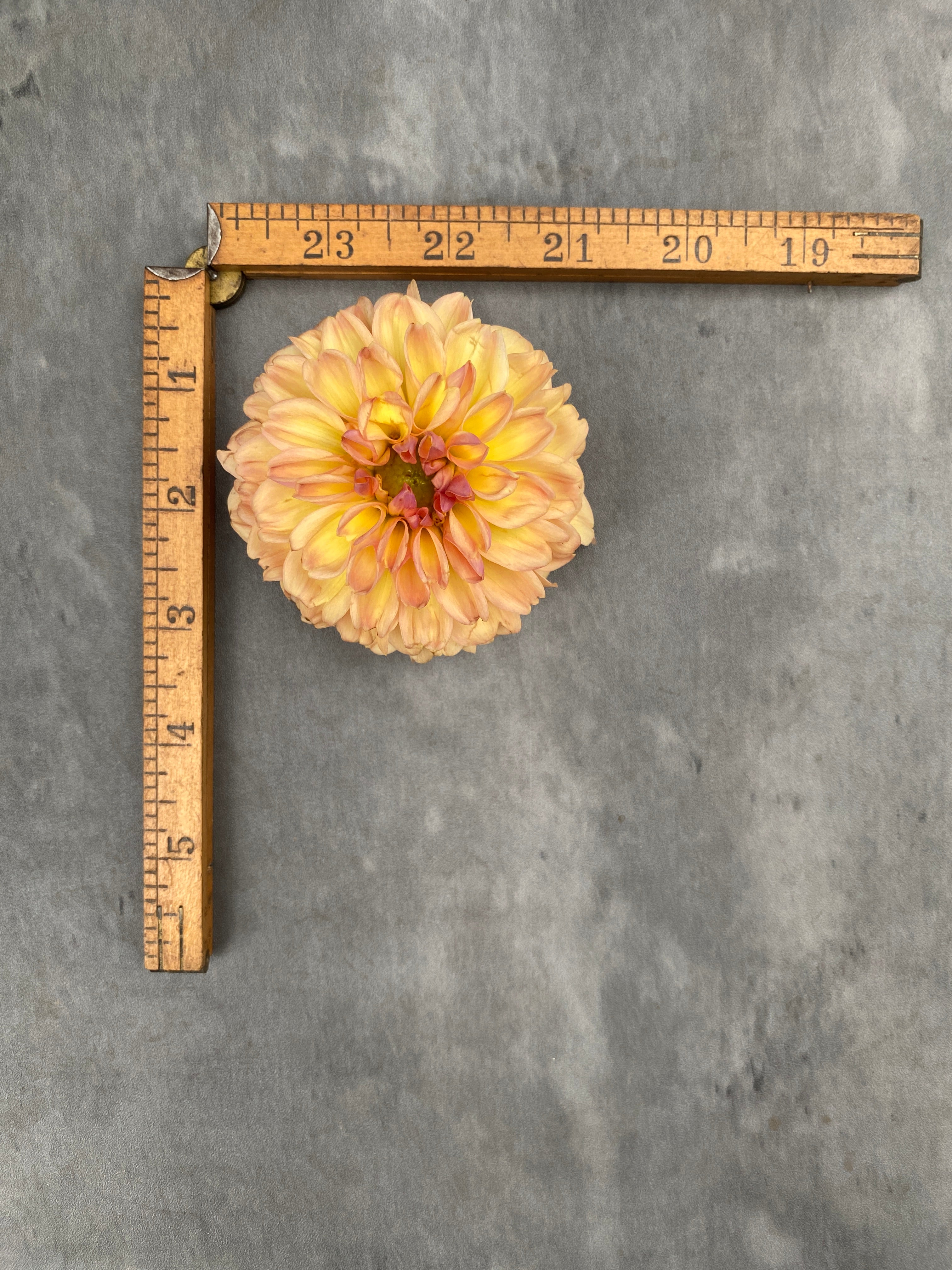 Sunny Meadows Flower Farm Dahlia Tuber Valley Tawny | Heirloom Boulevard