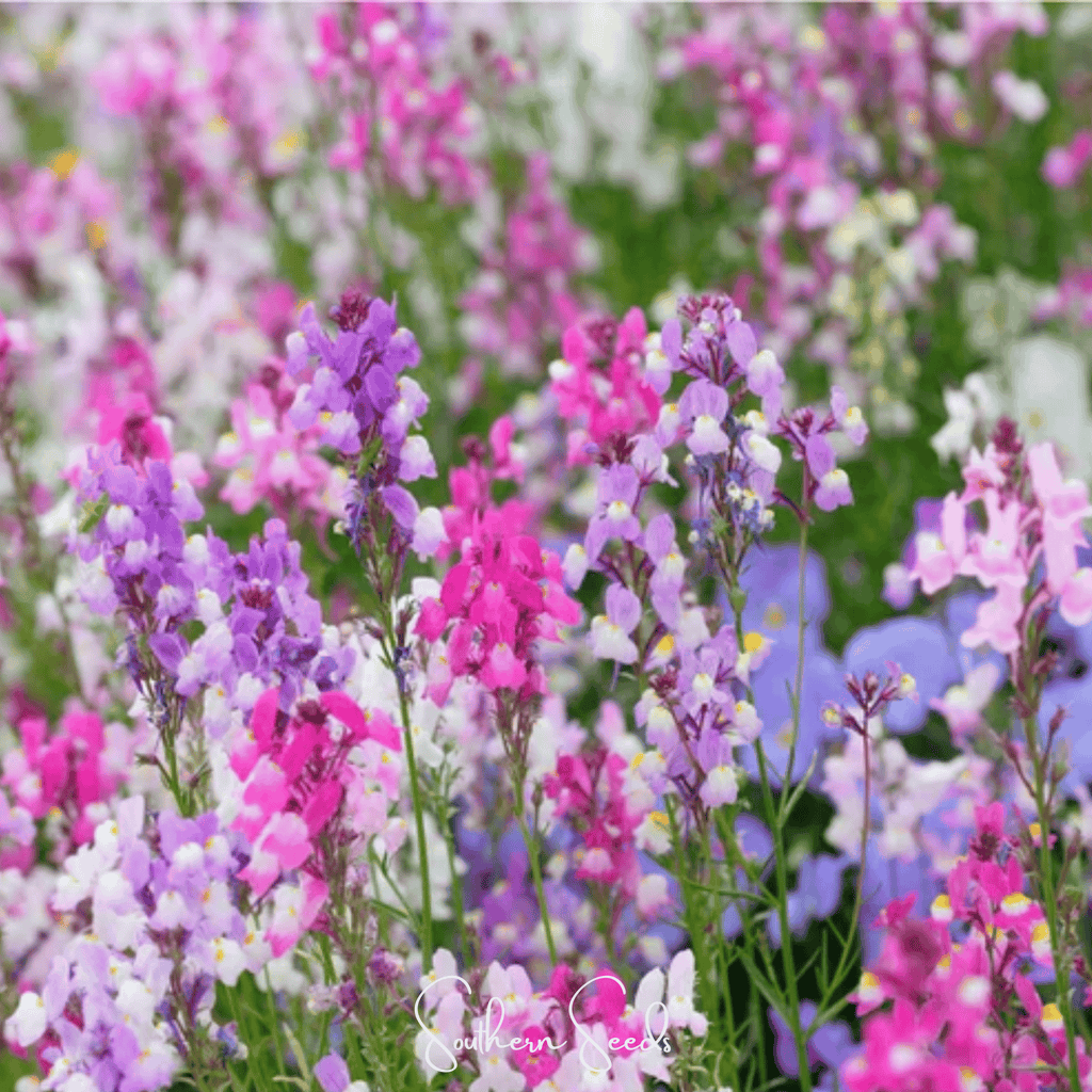 Southern Seeds Northern Lights Toadflax Mix – 200 Seeds | Heirloom Boulevard