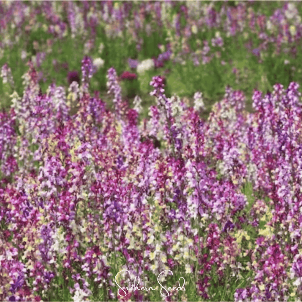 Southern Seeds Northern Lights Toadflax Mix – 200 Seeds | Heirloom Boulevard
