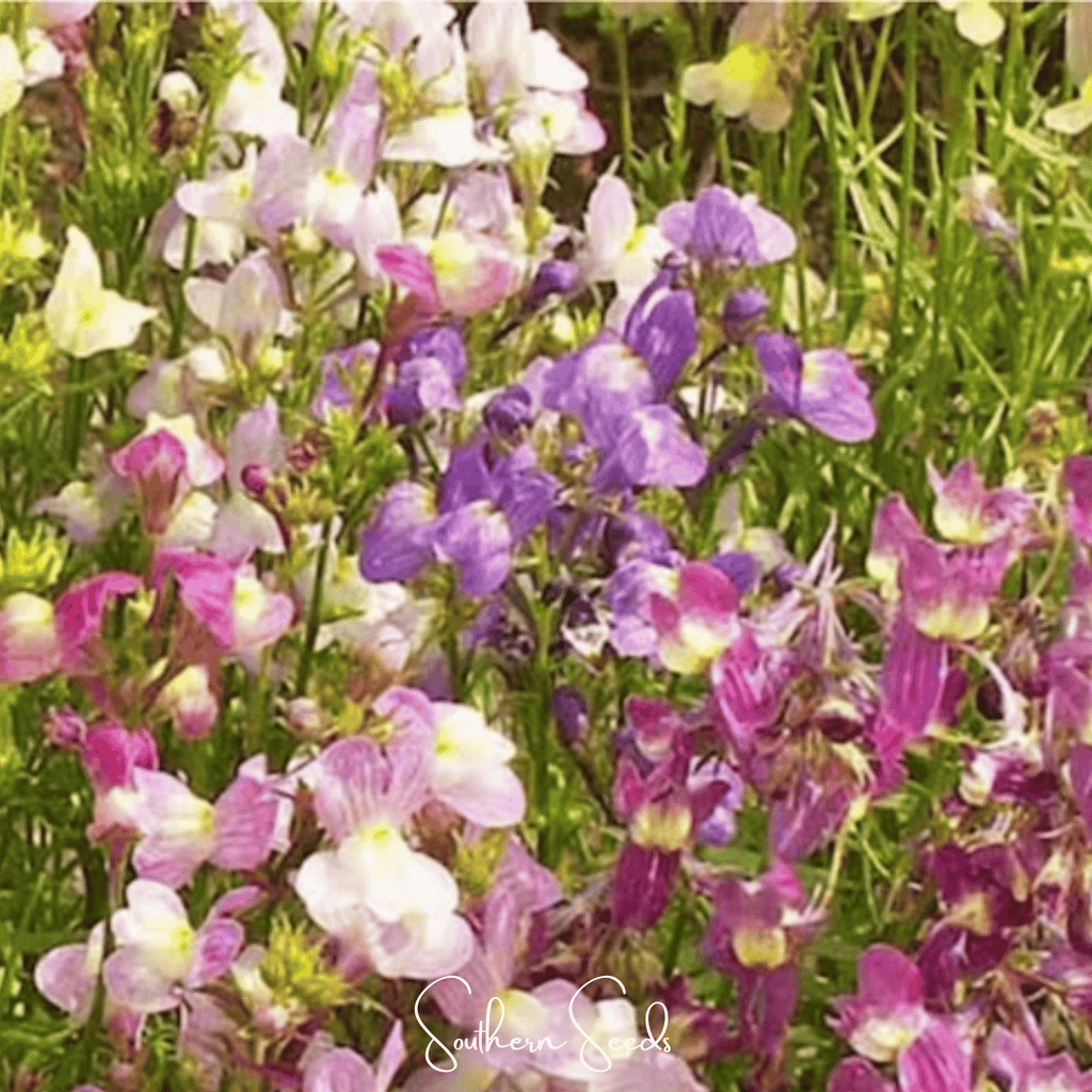 Southern Seeds Northern Lights Toadflax Mix – 200 Seeds | Heirloom Boulevard