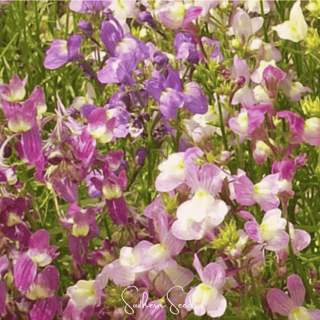 Southern Seeds Northern Lights Toadflax Mix – 200 Seeds | Heirloom Boulevard