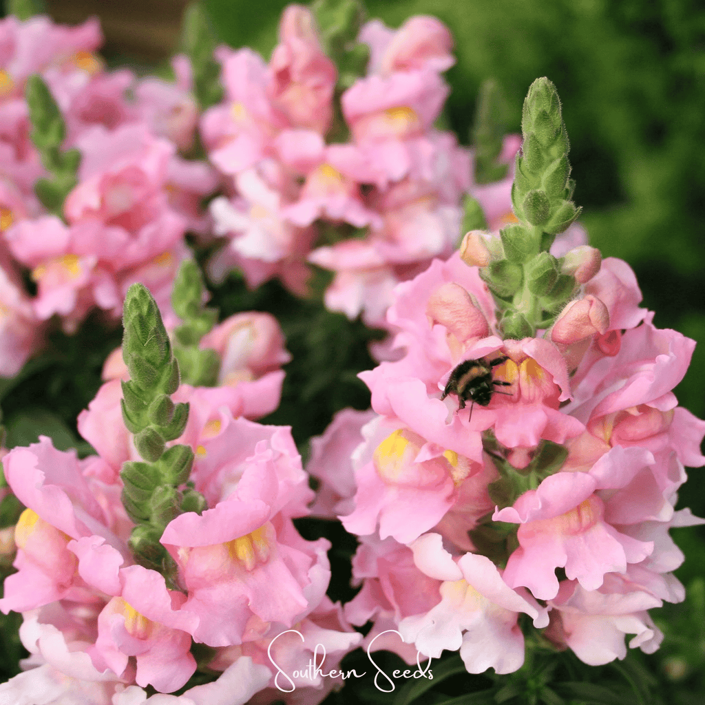 Southern Seeds Rose Snapdragon – 200 Seeds | Heirloom Boulevard