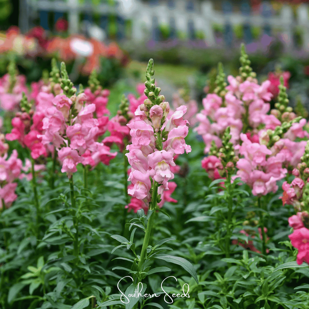 Southern Seeds Rose Snapdragon – 200 Seeds | Heirloom Boulevard