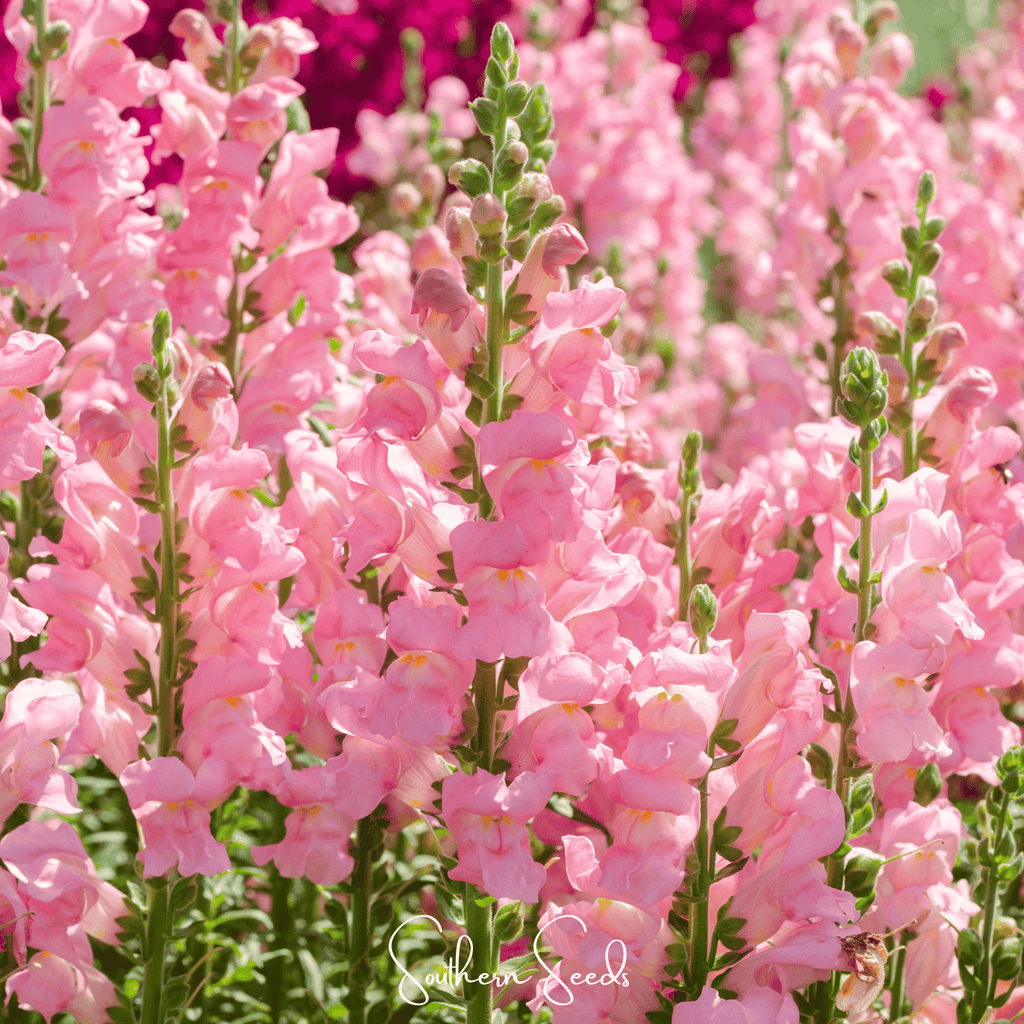 Southern Seeds Rose Snapdragon – 200 Seeds | Heirloom Boulevard