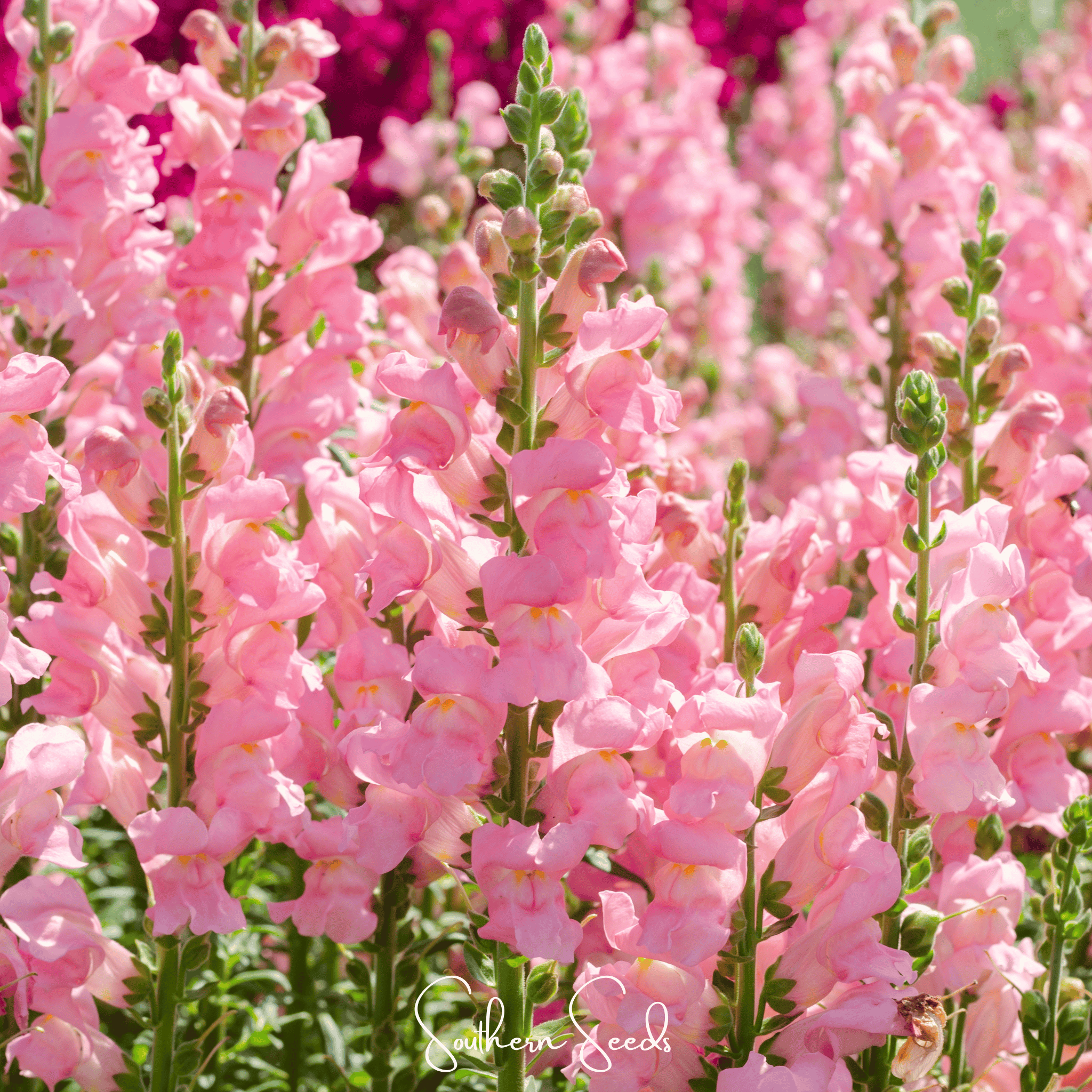 Rose Snapdragon – 200 Seeds | Heirloom Boulevard