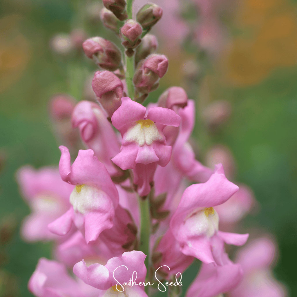 Southern Seeds Rose Snapdragon – 200 Seeds | Heirloom Boulevard