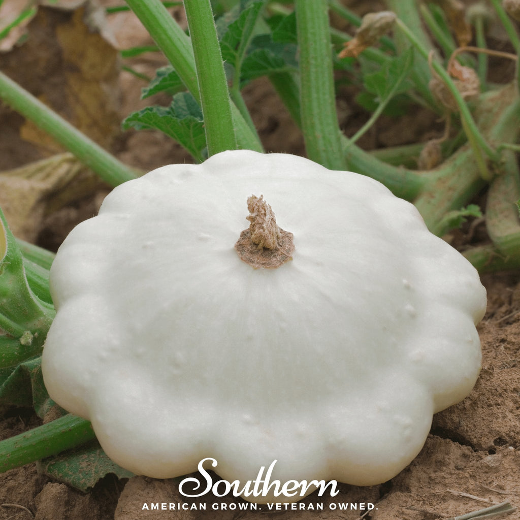 Southern Seeds Bennings Green Tint Scallop Summer Squash – 25 Seeds | Heirloom Boulevard