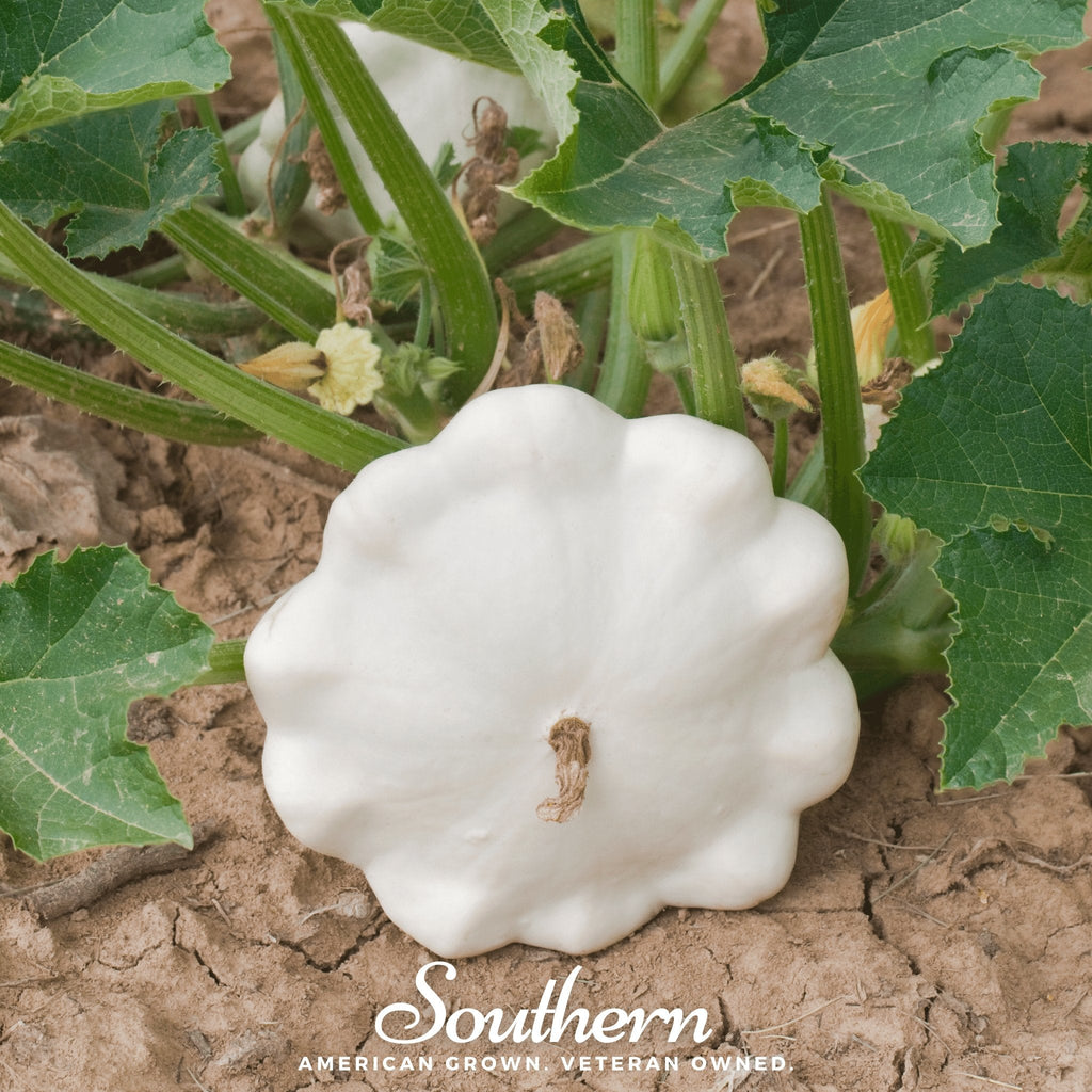Southern Seeds Bennings Green Tint Scallop Summer Squash – 25 Seeds | Heirloom Boulevard