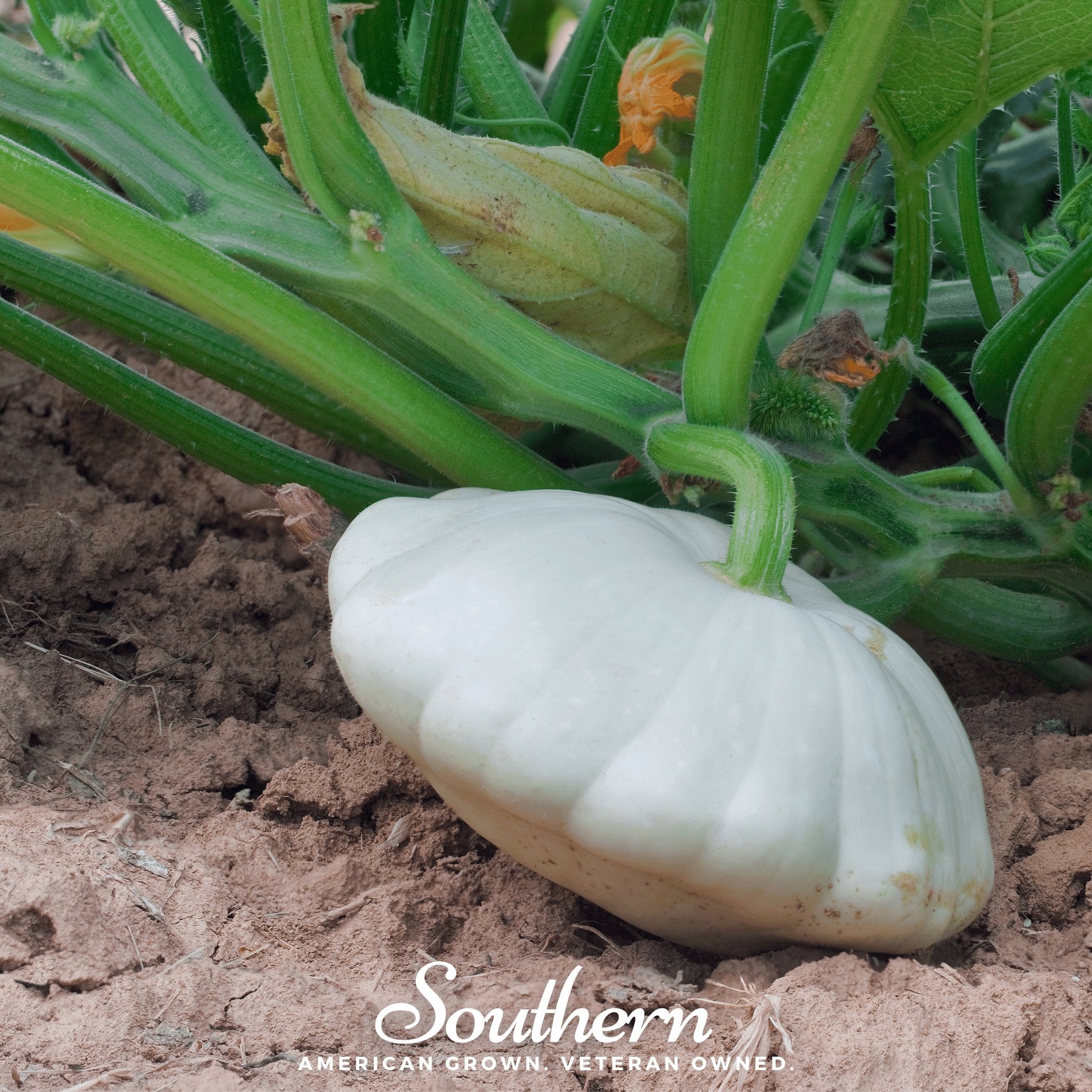 Southern Seeds Bennings Green Tint Scallop Summer Squash – 25 Seeds | Heirloom Boulevard