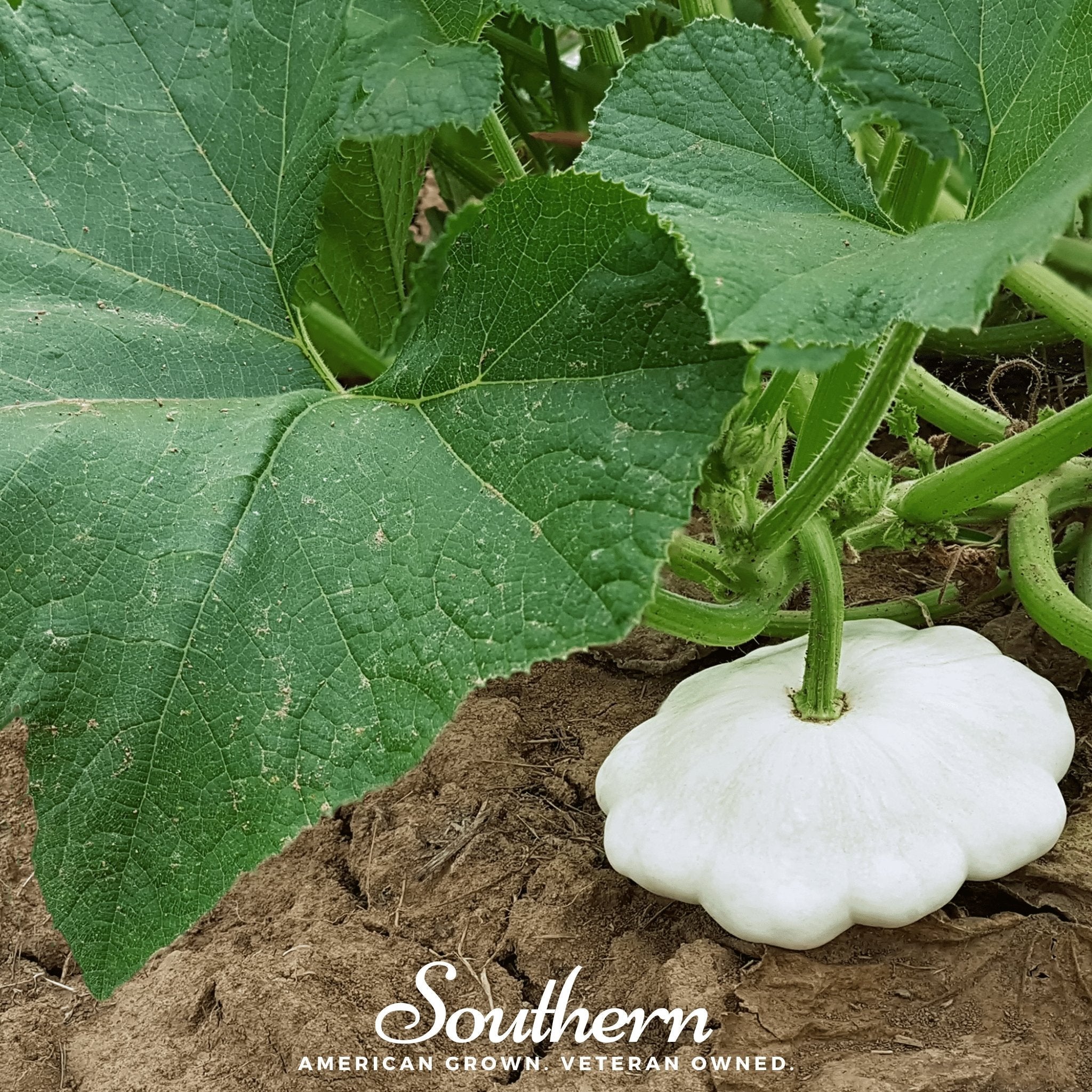 Southern Seeds Bennings Green Tint Scallop Summer Squash – 25 Seeds | Heirloom Boulevard