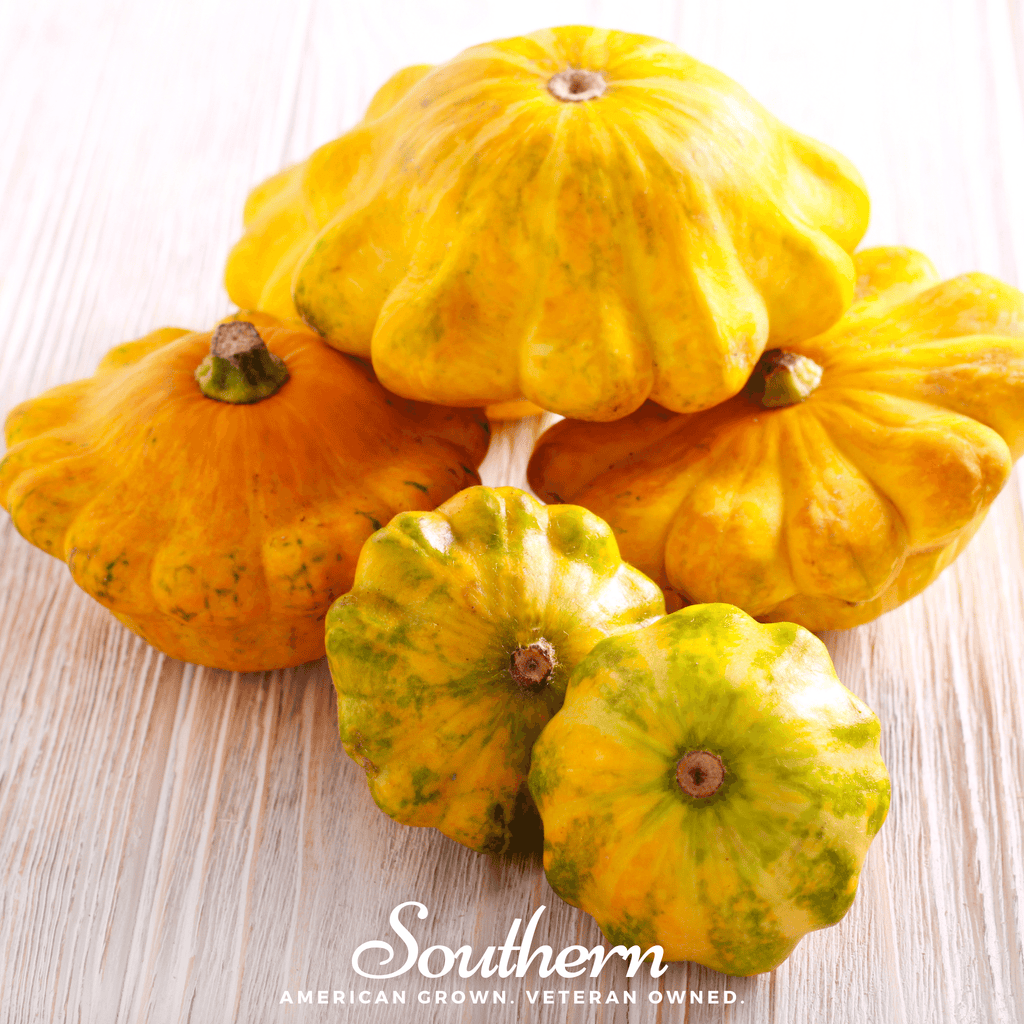 Scallop Yellow Bush Summer Squash – 25 Seeds | Heirloom Boulevard