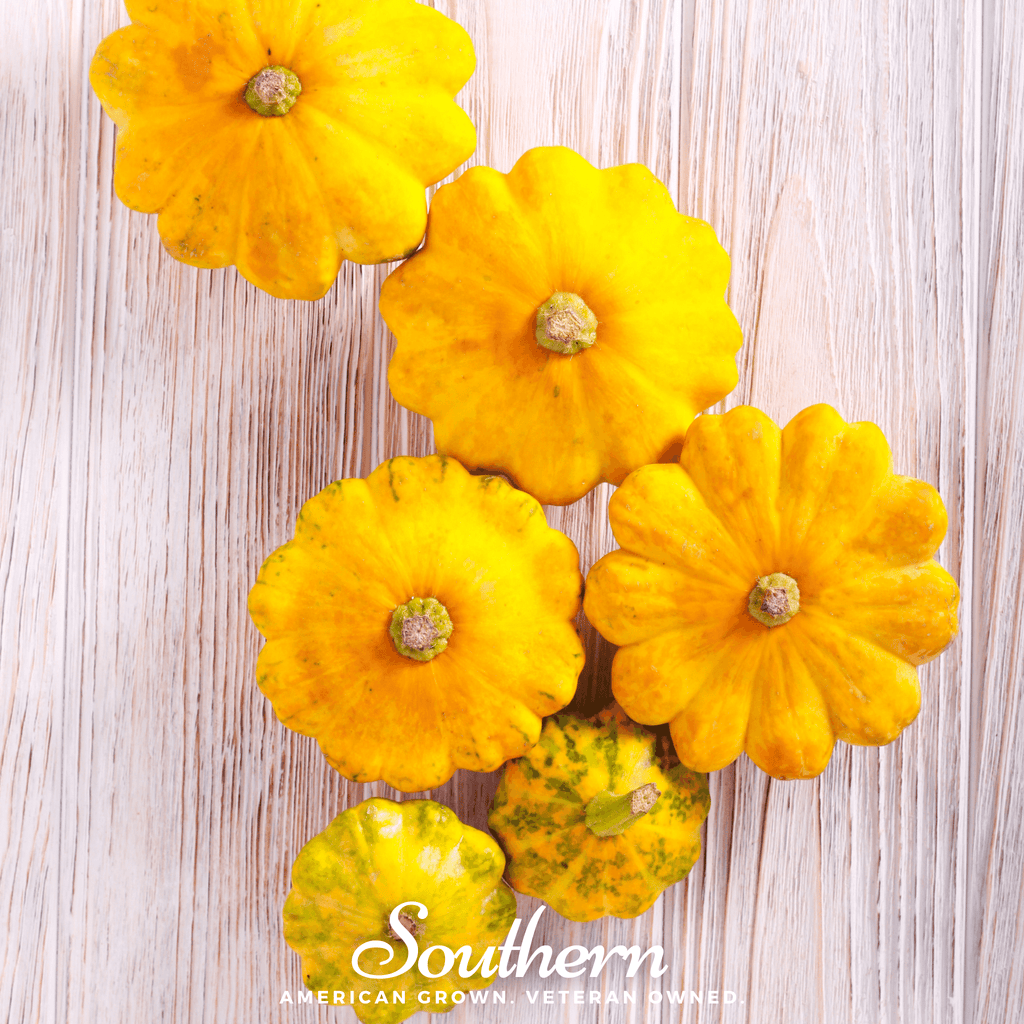 Scallop Yellow Bush Summer Squash – 25 Seeds | Heirloom Boulevard