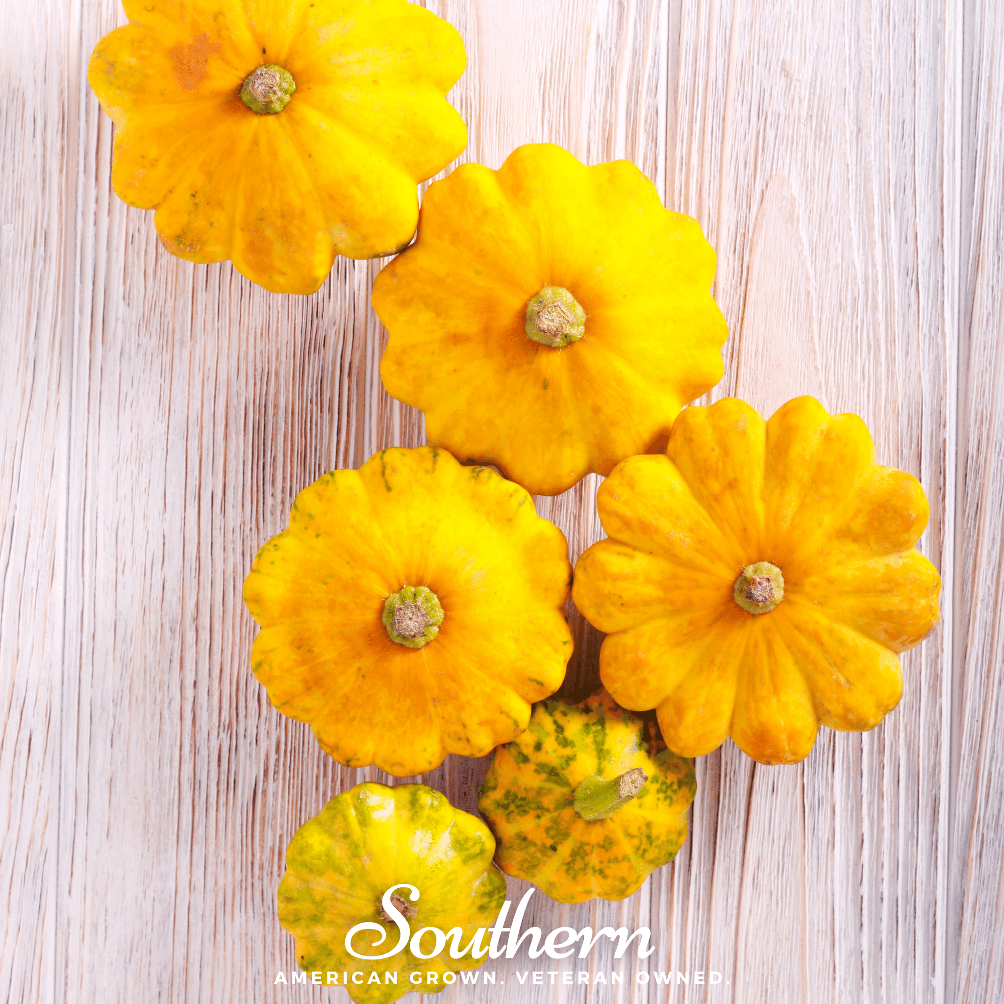 Scallop Yellow Bush Summer Squash – 25 Seeds | Heirloom Boulevard