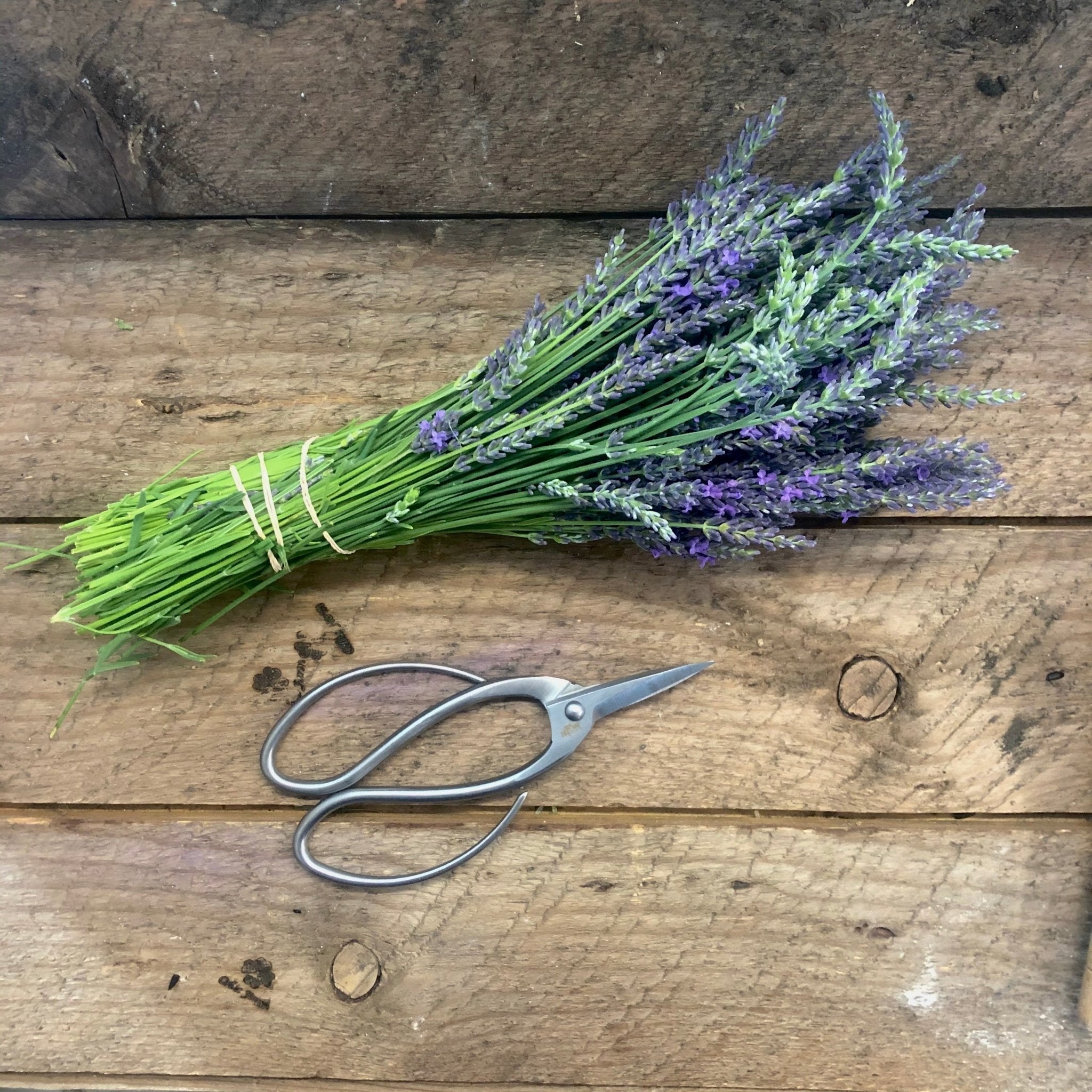 Stainless Garden Scissors (Pruning Shears/Pruners/Secateurs/Clippers) | Heirloom Boulevard