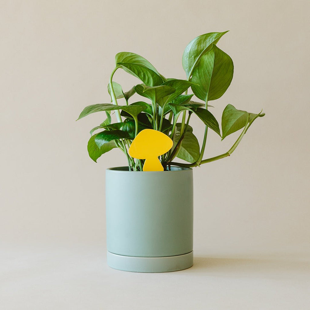 Arber Sticky Traps for Plant Pests | Heirloom Boulevard