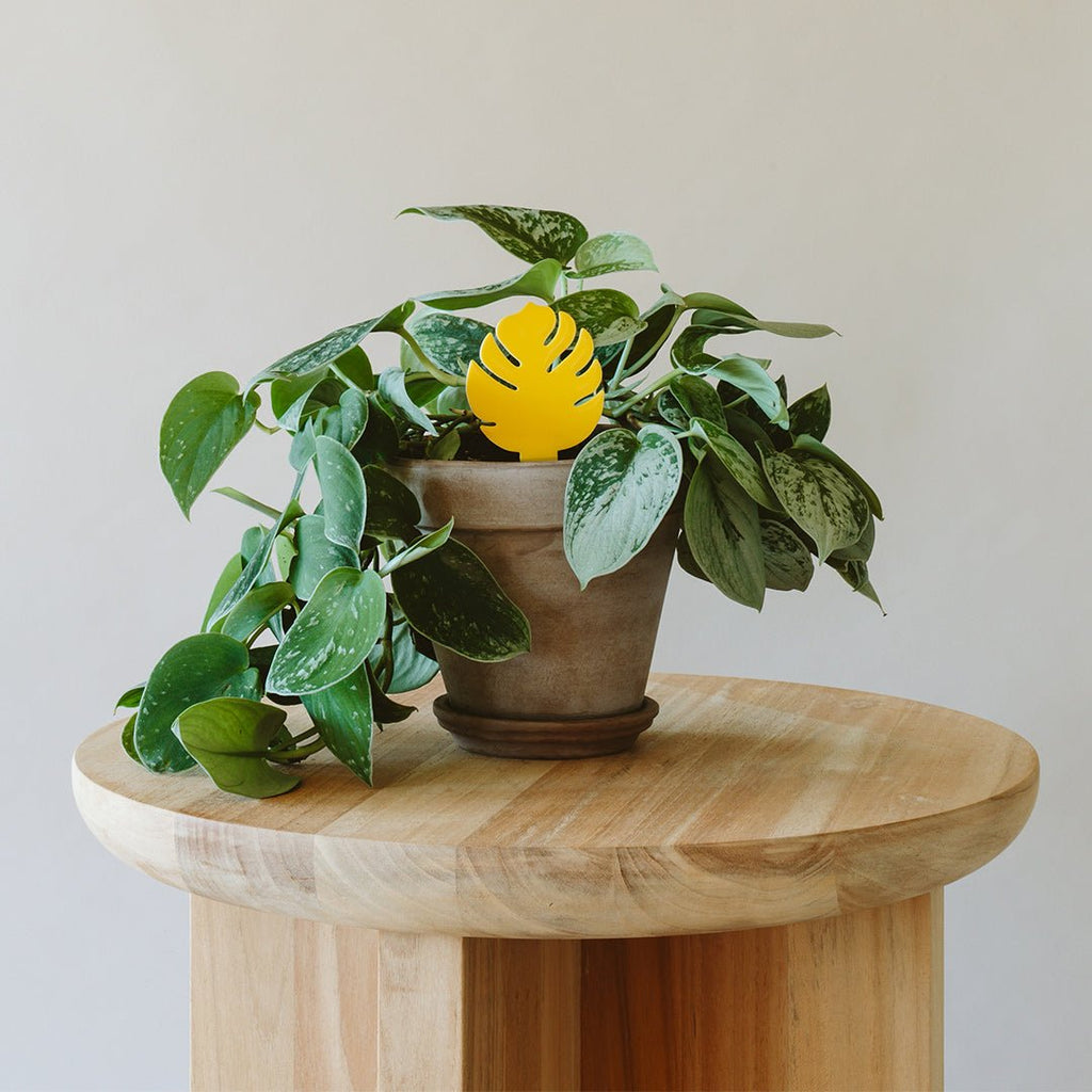 Arber Sticky Traps for Plant Pests | Heirloom Boulevard