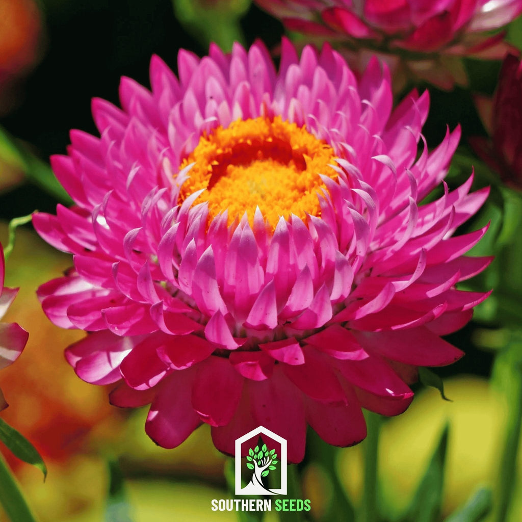 Purple-Red Strawflower – 100 Seeds | Heirloom Boulevard