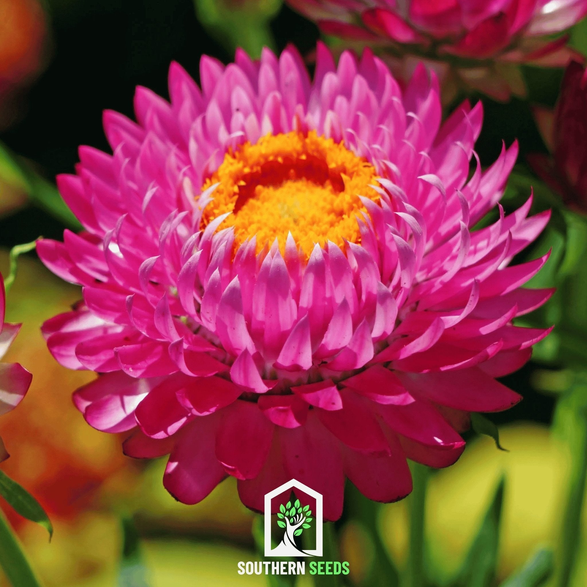 Purple-Red Strawflower – 100 Seeds | Heirloom Boulevard