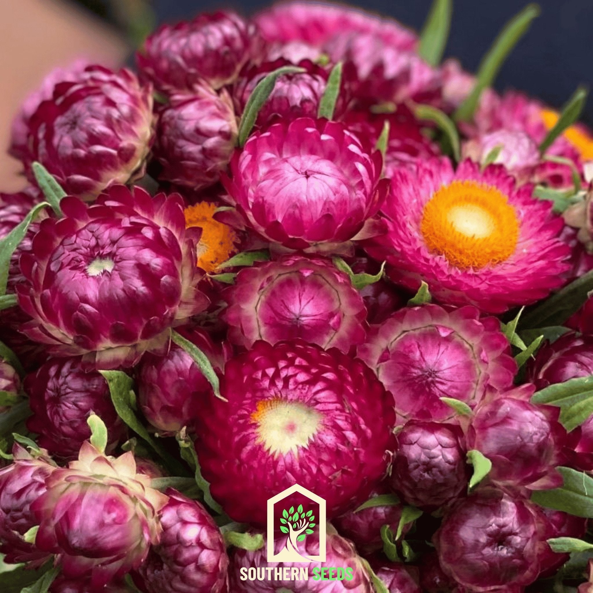 Purple-Red Strawflower – 100 Seeds | Heirloom Boulevard