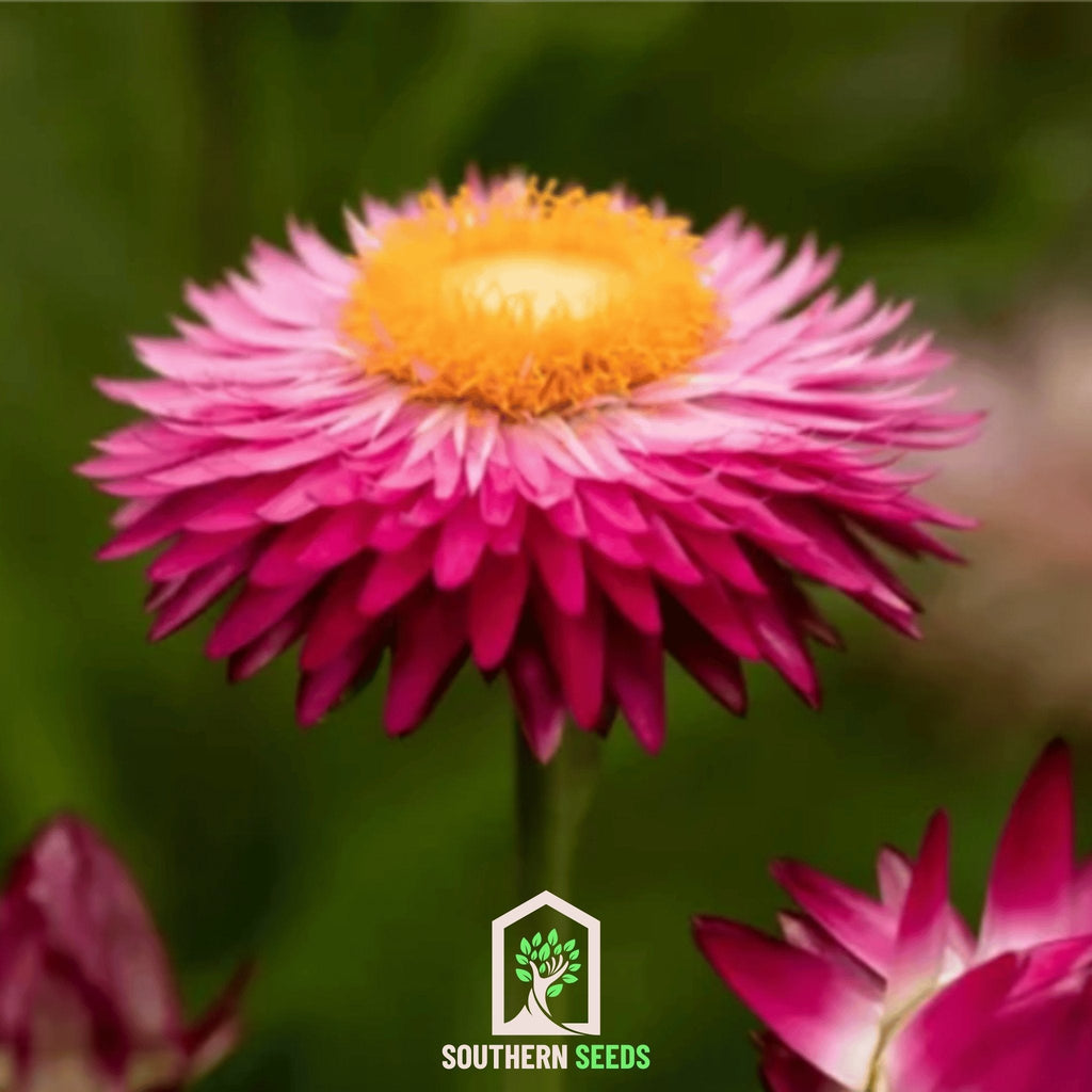 Purple-Red Strawflower – 100 Seeds | Heirloom Boulevard