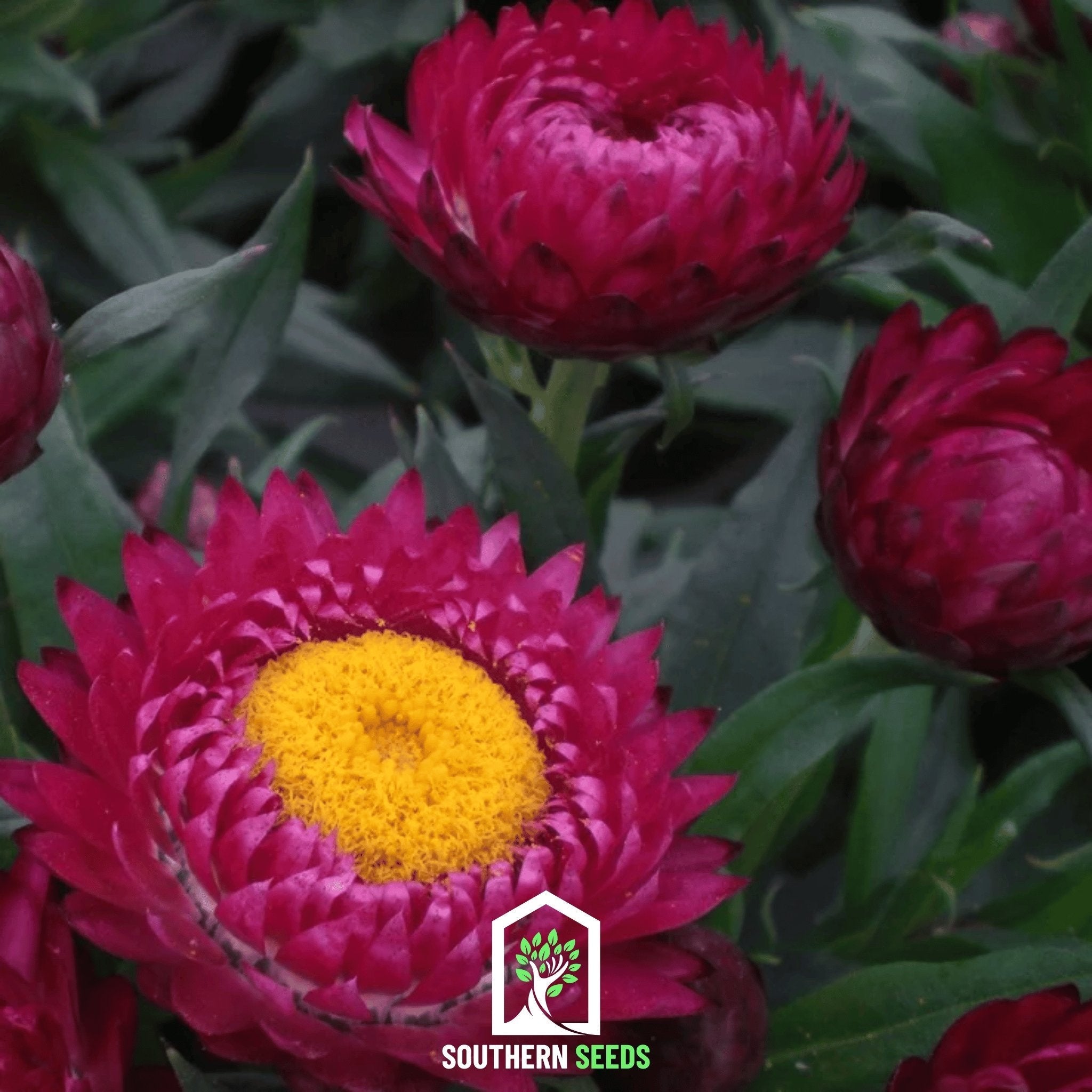 Purple-Red Strawflower – 100 Seeds | Heirloom Boulevard