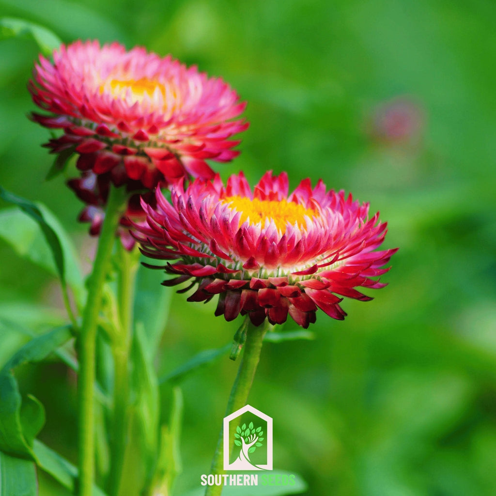 Purple-Red Strawflower – 100 Seeds | Heirloom Boulevard