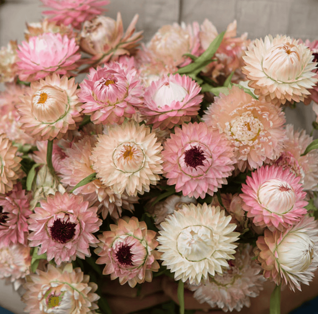 Southern Seeds Silver Rose Strawflower – 25 Seeds | Heirloom Boulevard