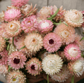 Southern Seeds Silver Rose Strawflower – 25 Seeds | Heirloom Boulevard