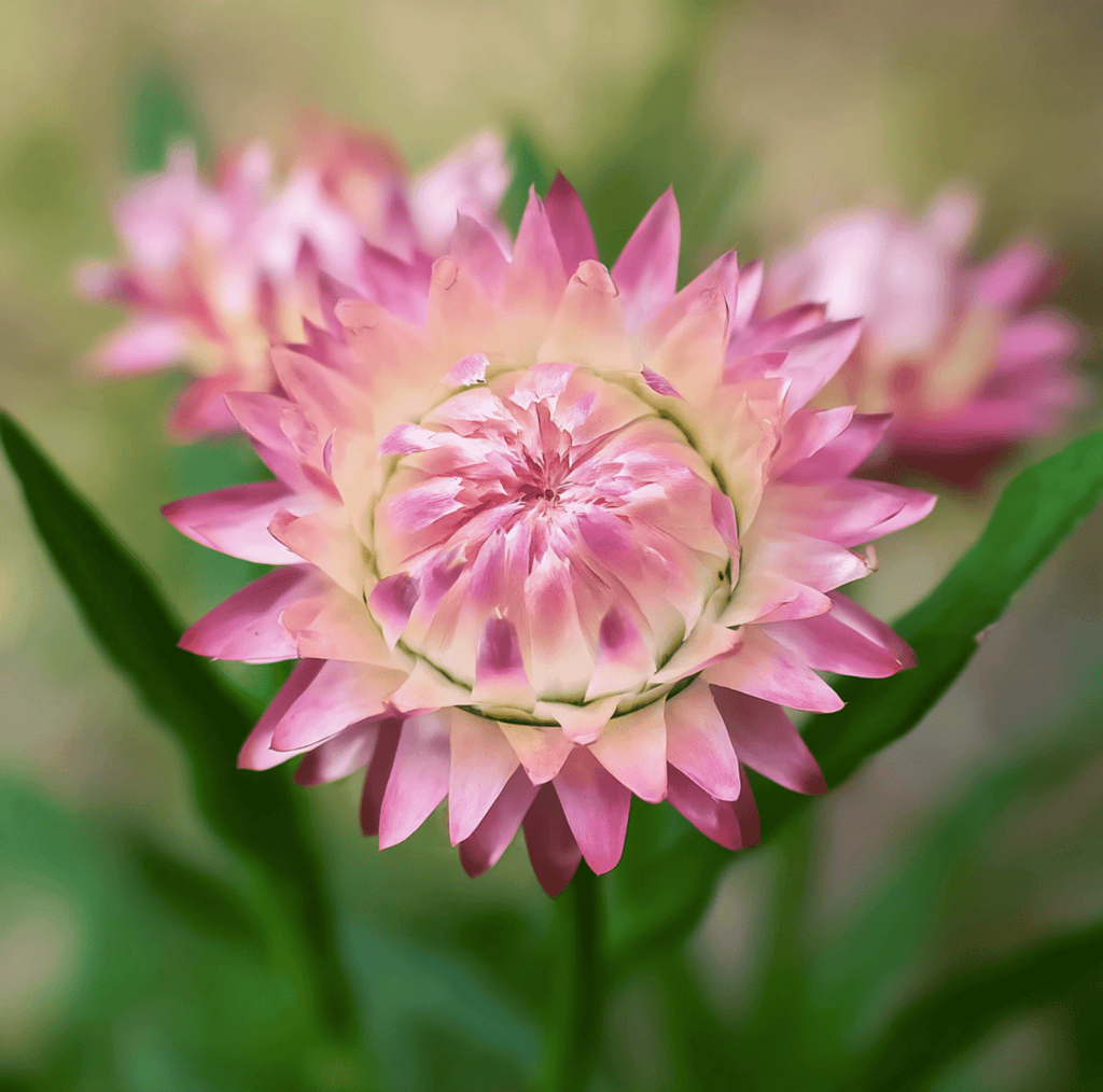 Southern Seeds Silver Rose Strawflower – 25 Seeds | Heirloom Boulevard