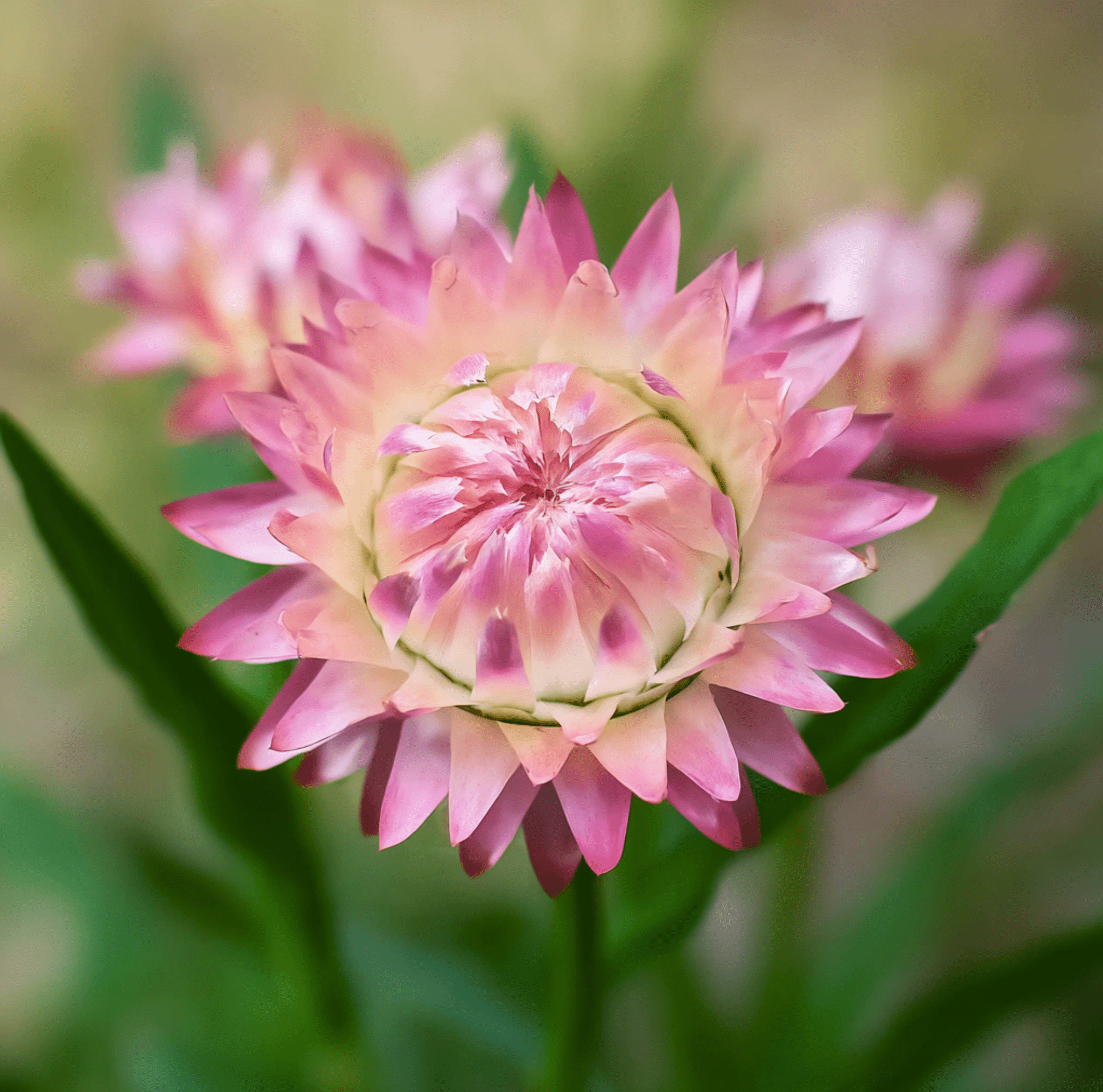Silver Rose Strawflower – 25 Seeds | Heirloom Boulevard