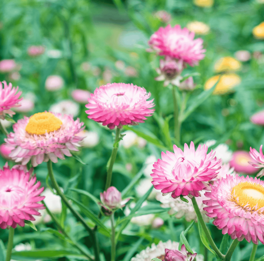 Southern Seeds Silver Rose Strawflower – 25 Seeds | Heirloom Boulevard