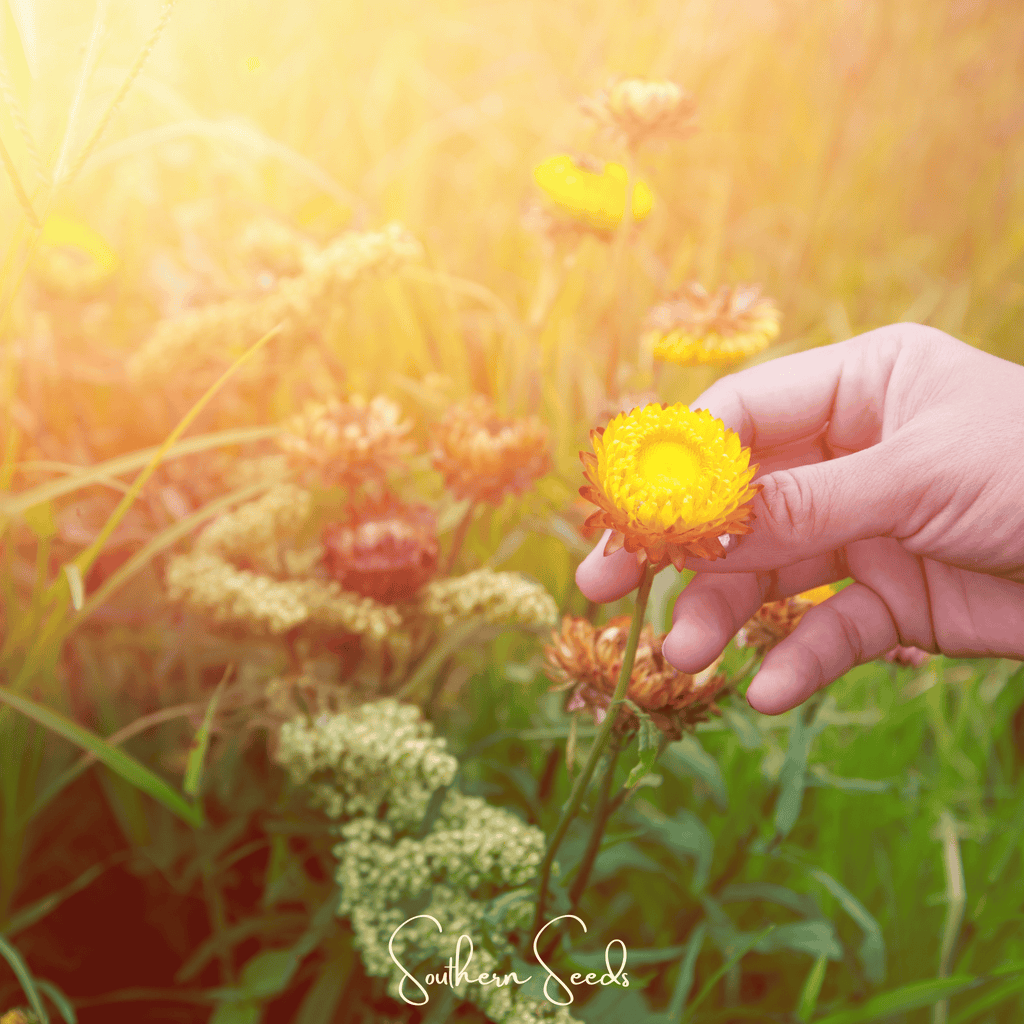 Yellow Strawflower – 100 Seeds | Heirloom Boulevard