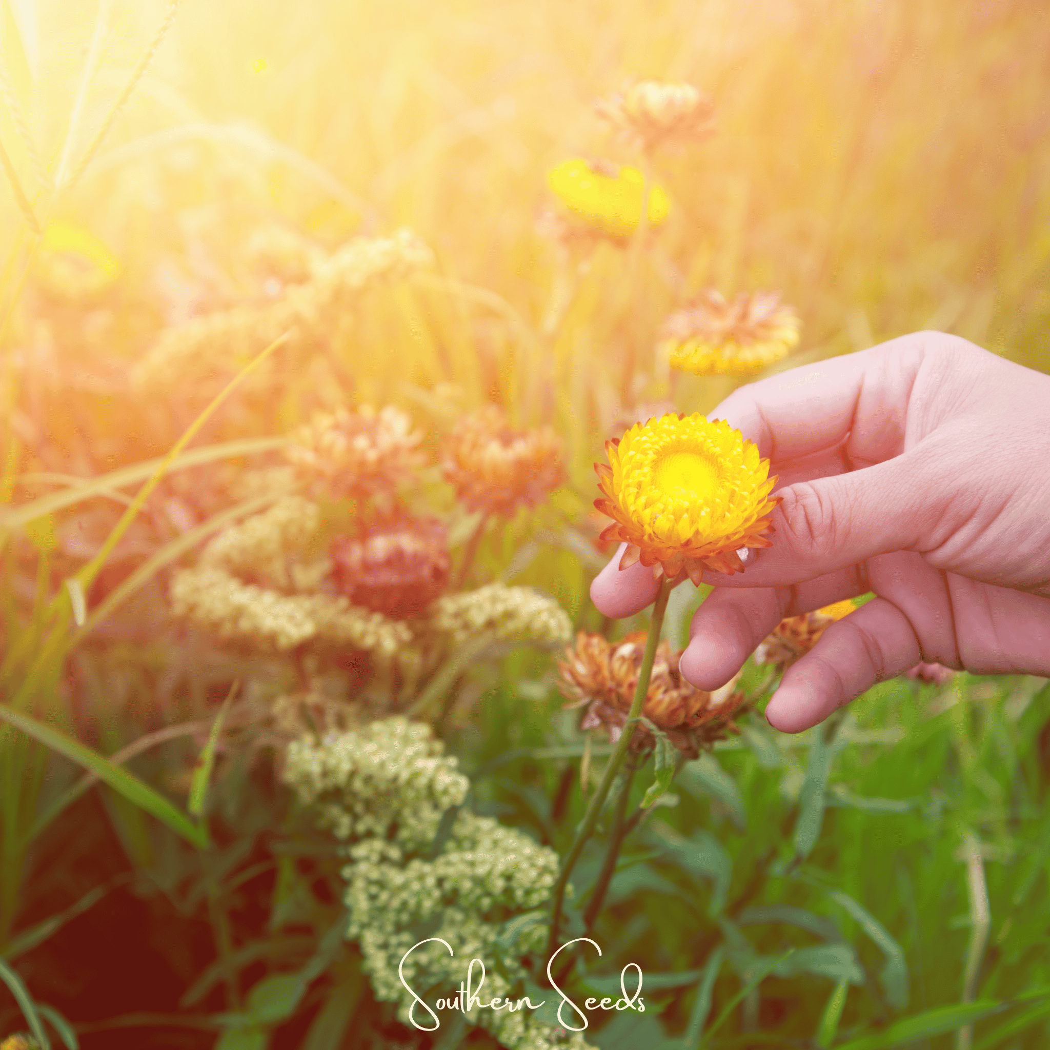 Yellow Strawflower – 100 Seeds | Heirloom Boulevard