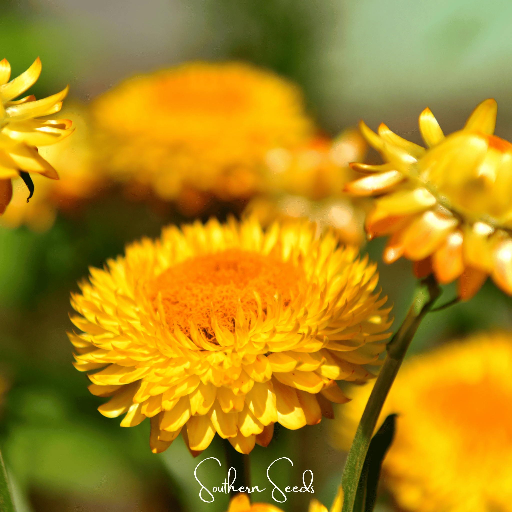 Yellow Strawflower – 100 Seeds | Heirloom Boulevard