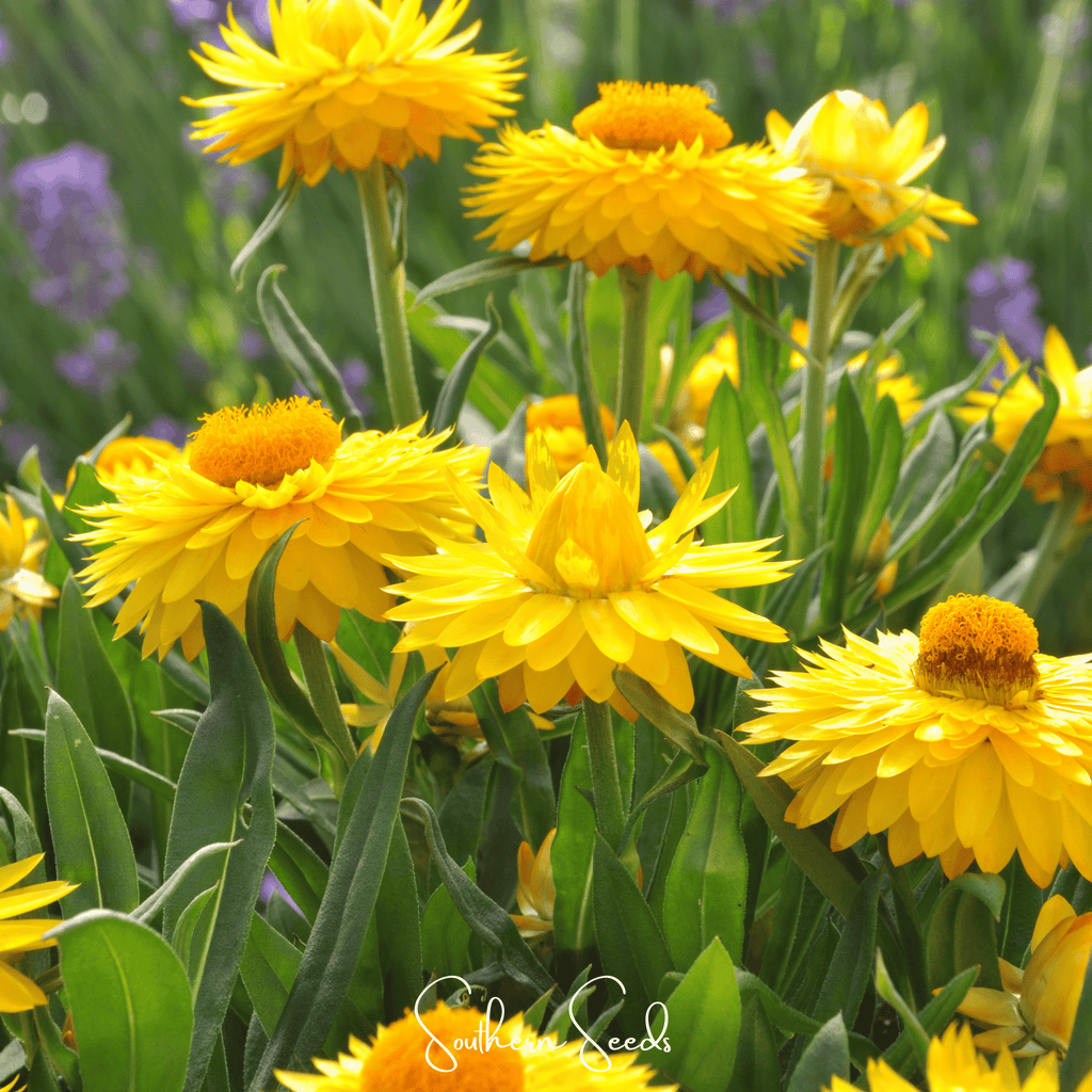 Yellow Strawflower – 100 Seeds | Heirloom Boulevard