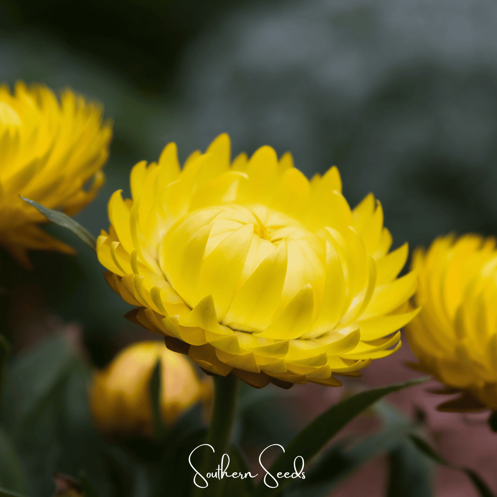 Yellow Strawflower – 100 Seeds | Heirloom Boulevard