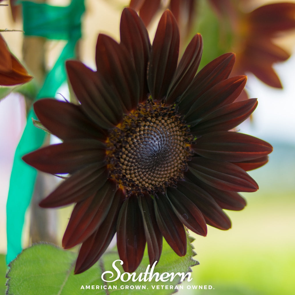 Chocolate Sunflower – 25 Seeds | Heirloom Boulevard