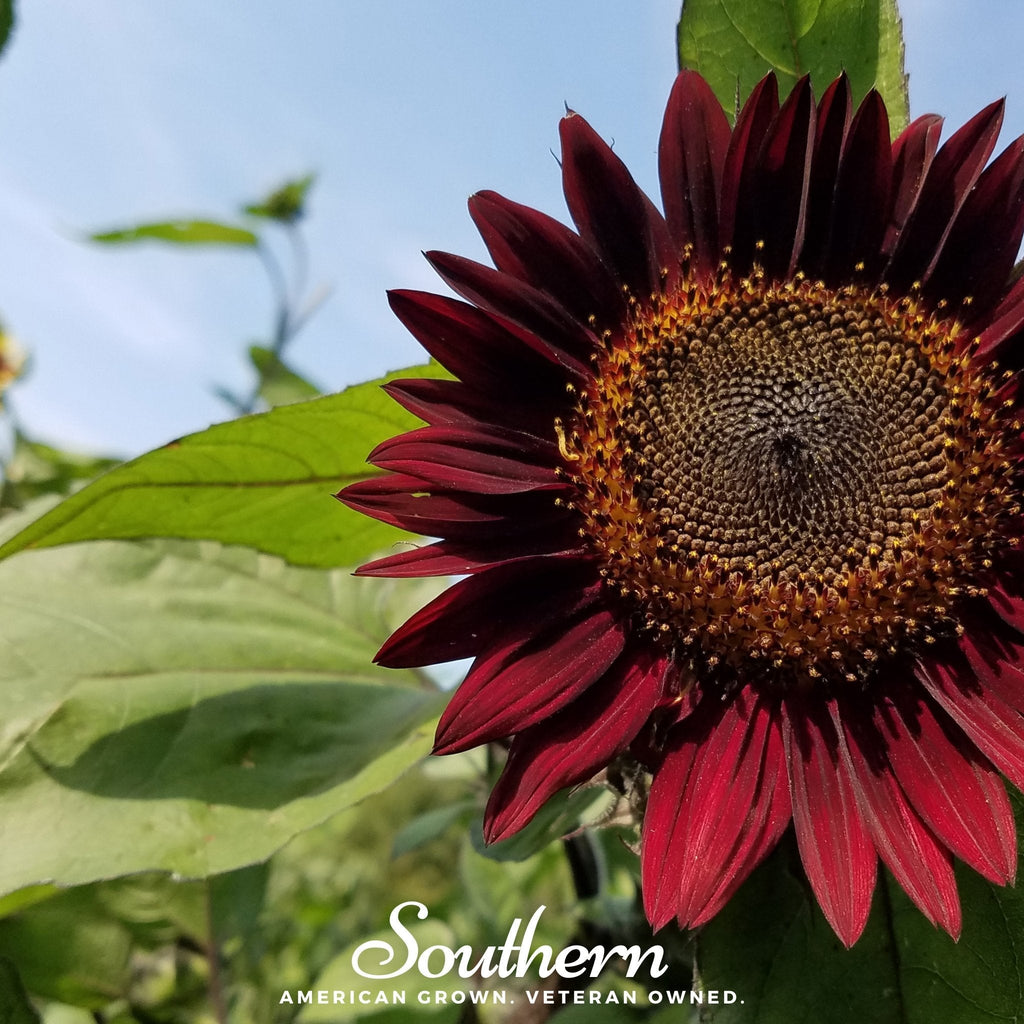 Chocolate Sunflower – 25 Seeds | Heirloom Boulevard