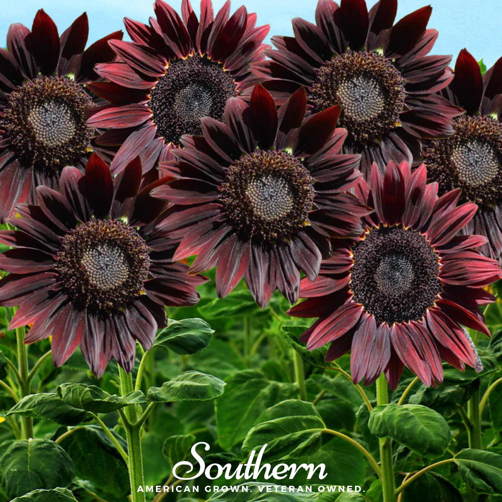 Chocolate Sunflower – 25 Seeds | Heirloom Boulevard