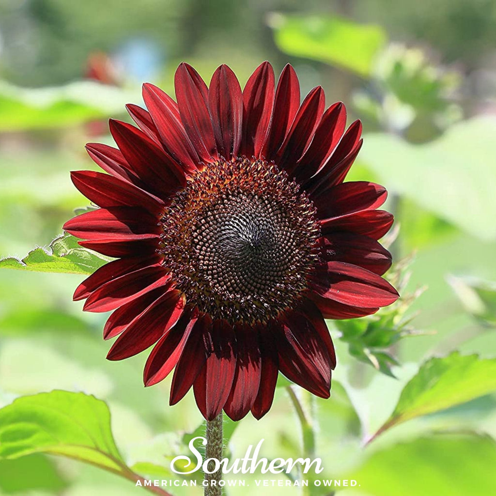 Chocolate Sunflower – 25 Seeds | Heirloom Boulevard