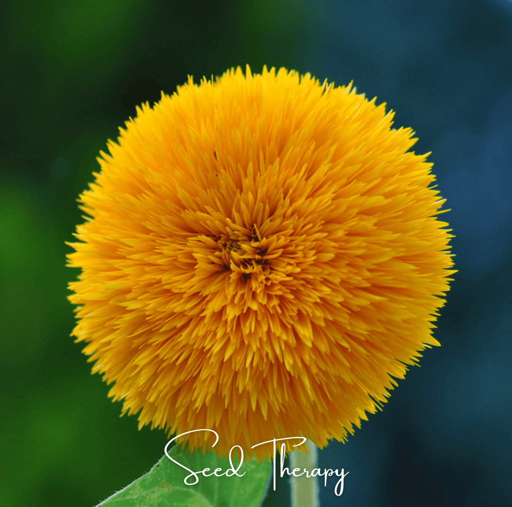 Southern Seeds Giant Sungold Sunflower – 25 Seeds | Heirloom Boulevard