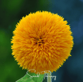 Southern Seeds Giant Sungold Sunflower – 25 Seeds | Heirloom Boulevard