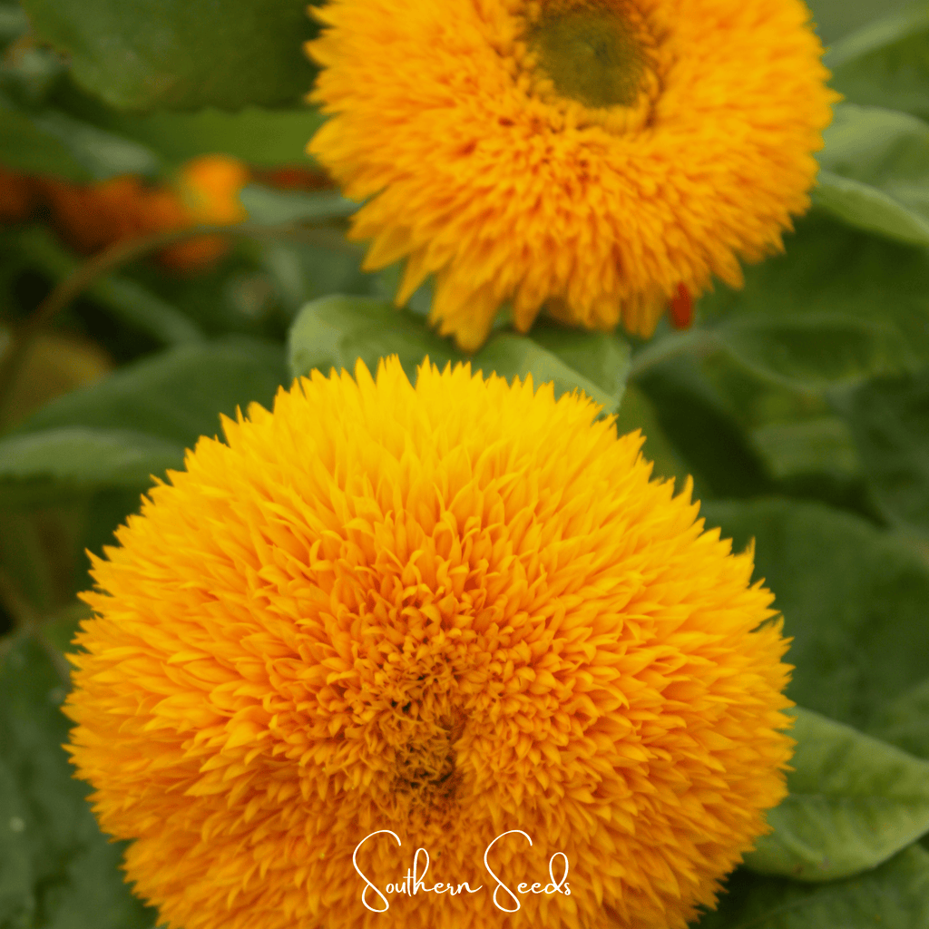 Southern Seeds Giant Sungold Sunflower – 25 Seeds | Heirloom Boulevard
