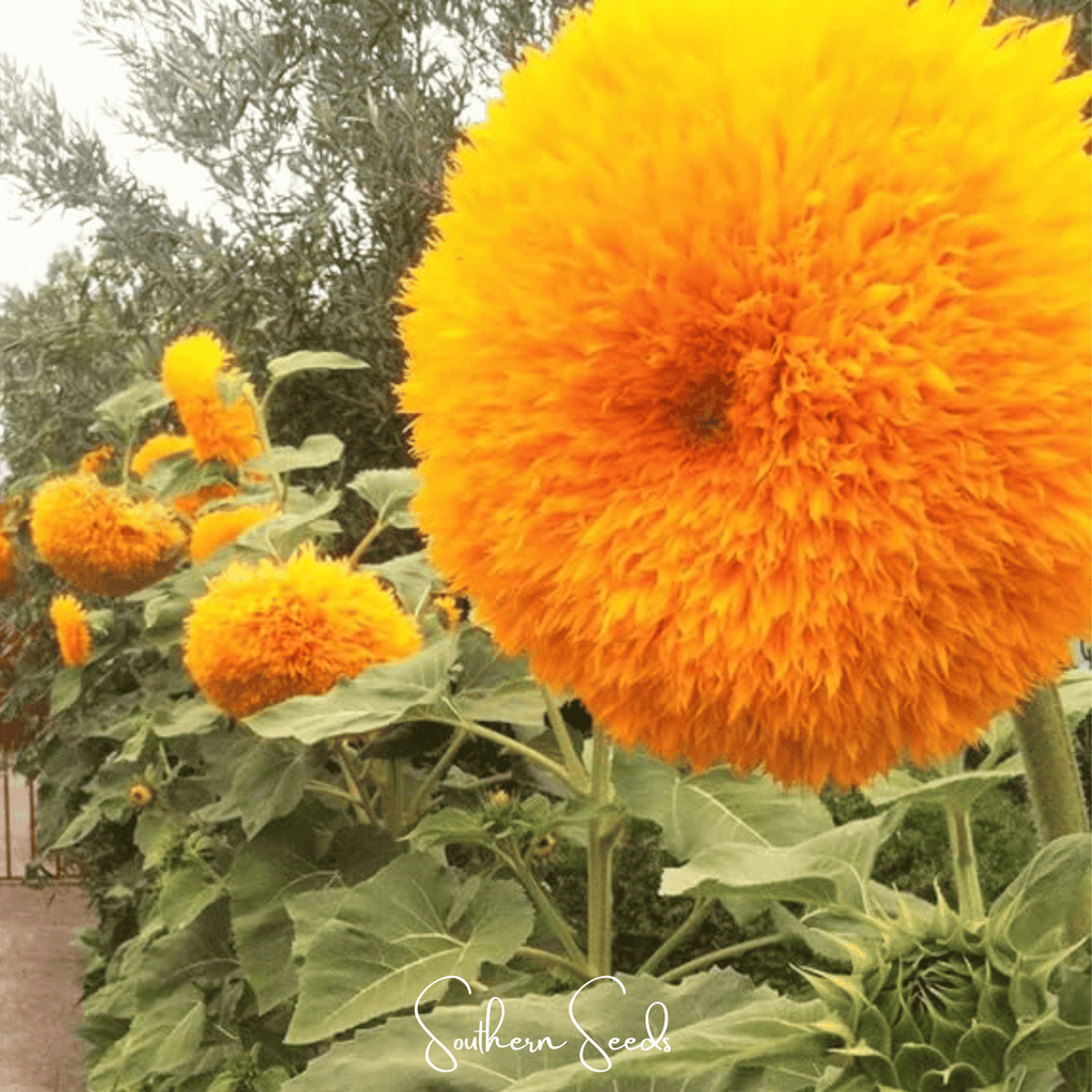 Southern Seeds Giant Sungold Sunflower – 25 Seeds | Heirloom Boulevard