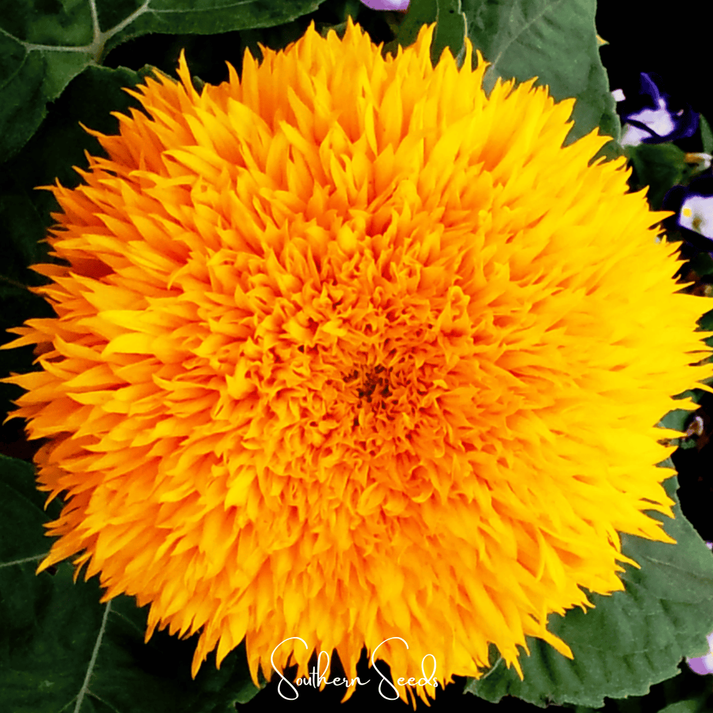 Southern Seeds Giant Sungold Sunflower – 25 Seeds | Heirloom Boulevard