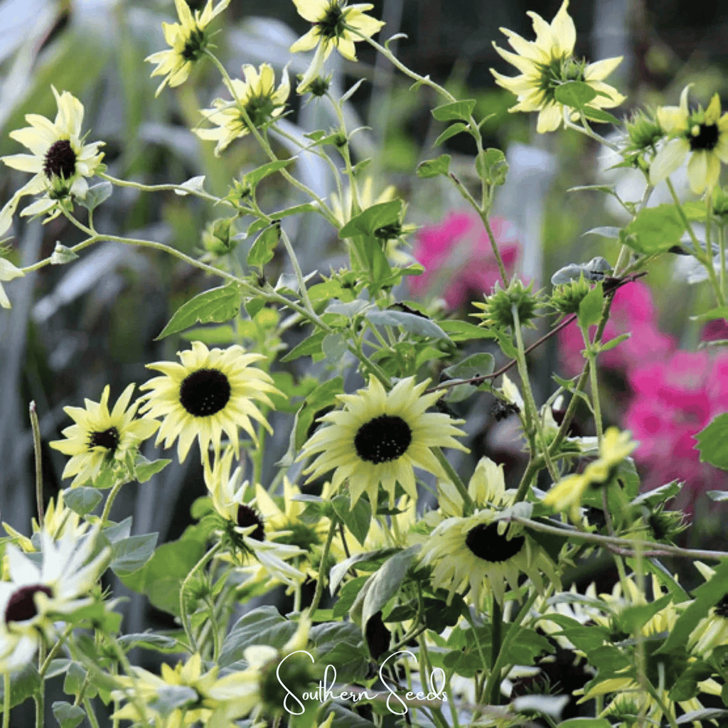 Southern Seeds Italian White Sunflower – 25 Seeds | Heirloom Boulevard