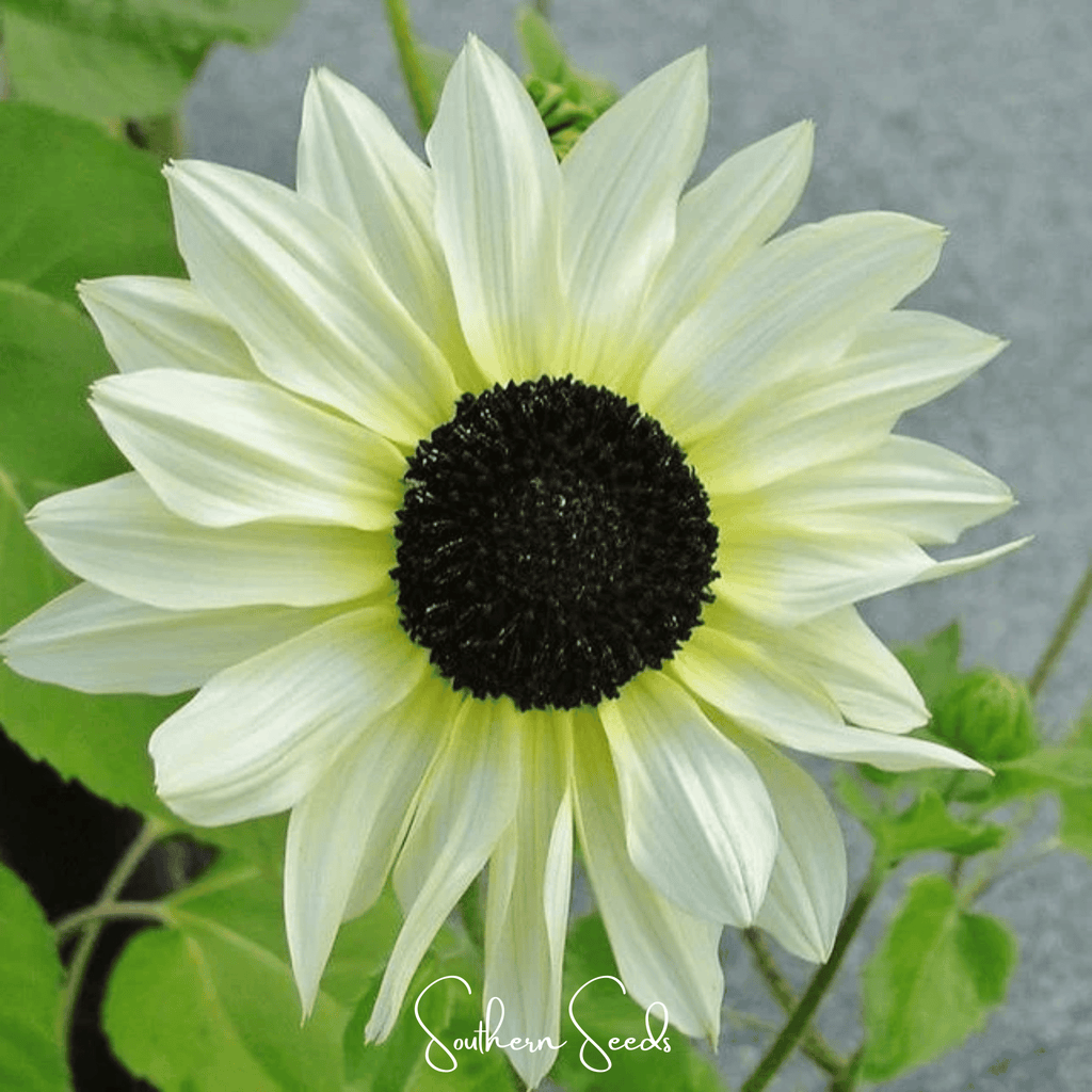 Southern Seeds Italian White Sunflower – 25 Seeds | Heirloom Boulevard