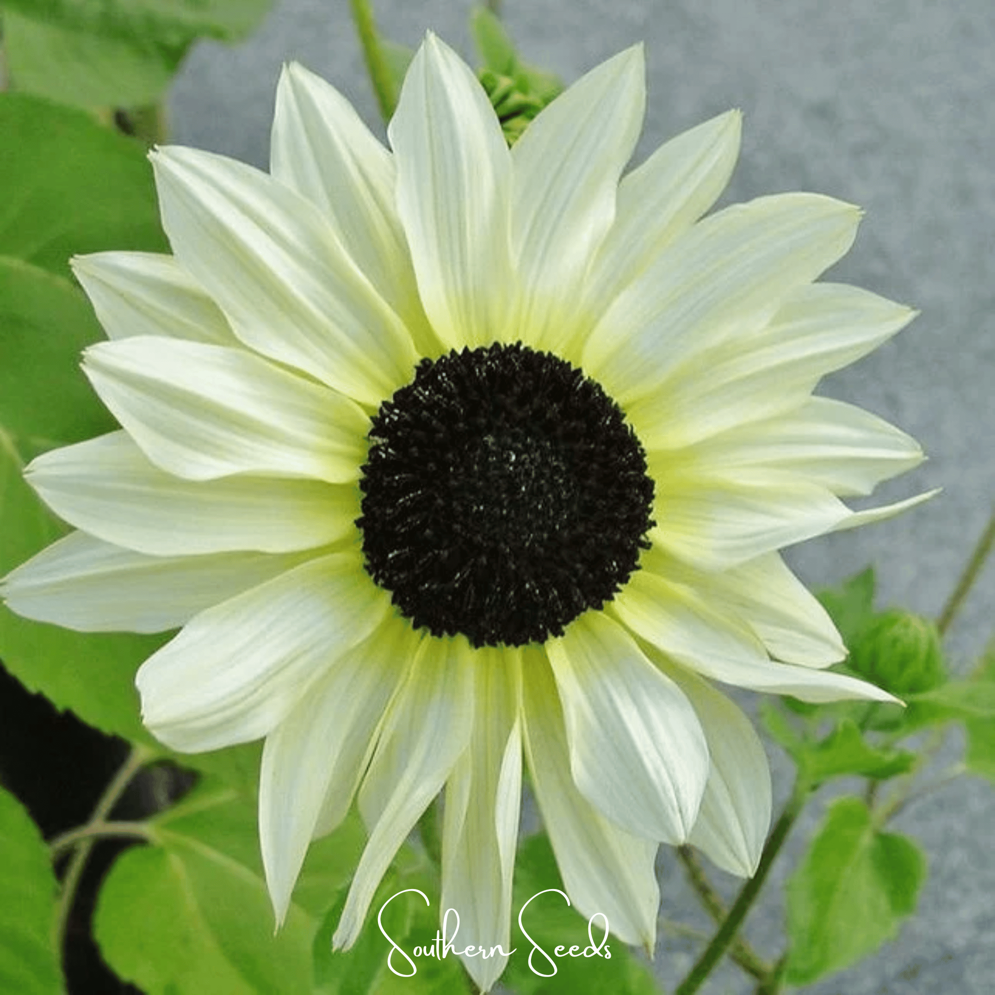 Italian White Sunflower – 25 Seeds | Heirloom Boulevard